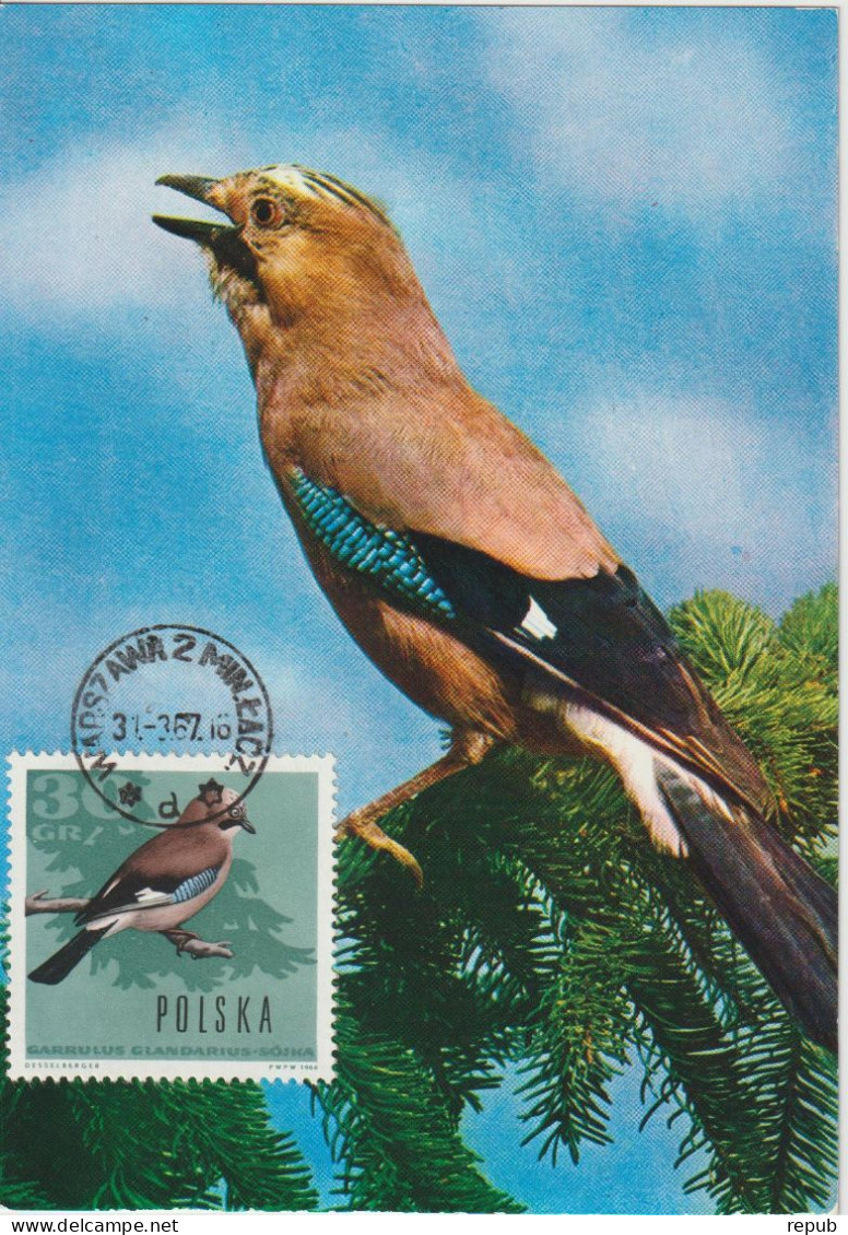 Pologne Carte Maximum Oiseaux 1966 Geai 1570 - Cartes Maximum