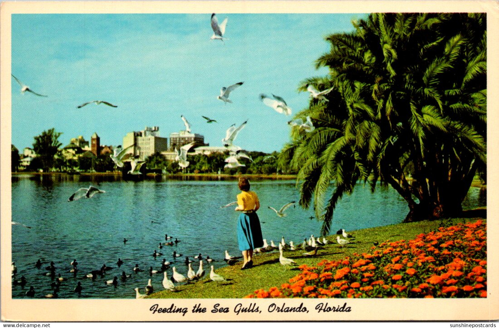 Florida Orlando Lake Eola Feeding The Sea Gulls 1965 - Orlando