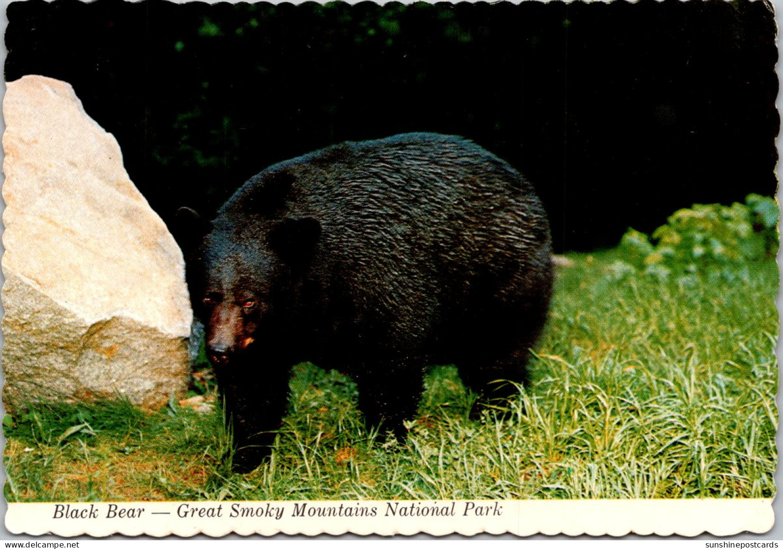 Great Smoky Mountain National Park Native Black Bear - USA Nationale Parken