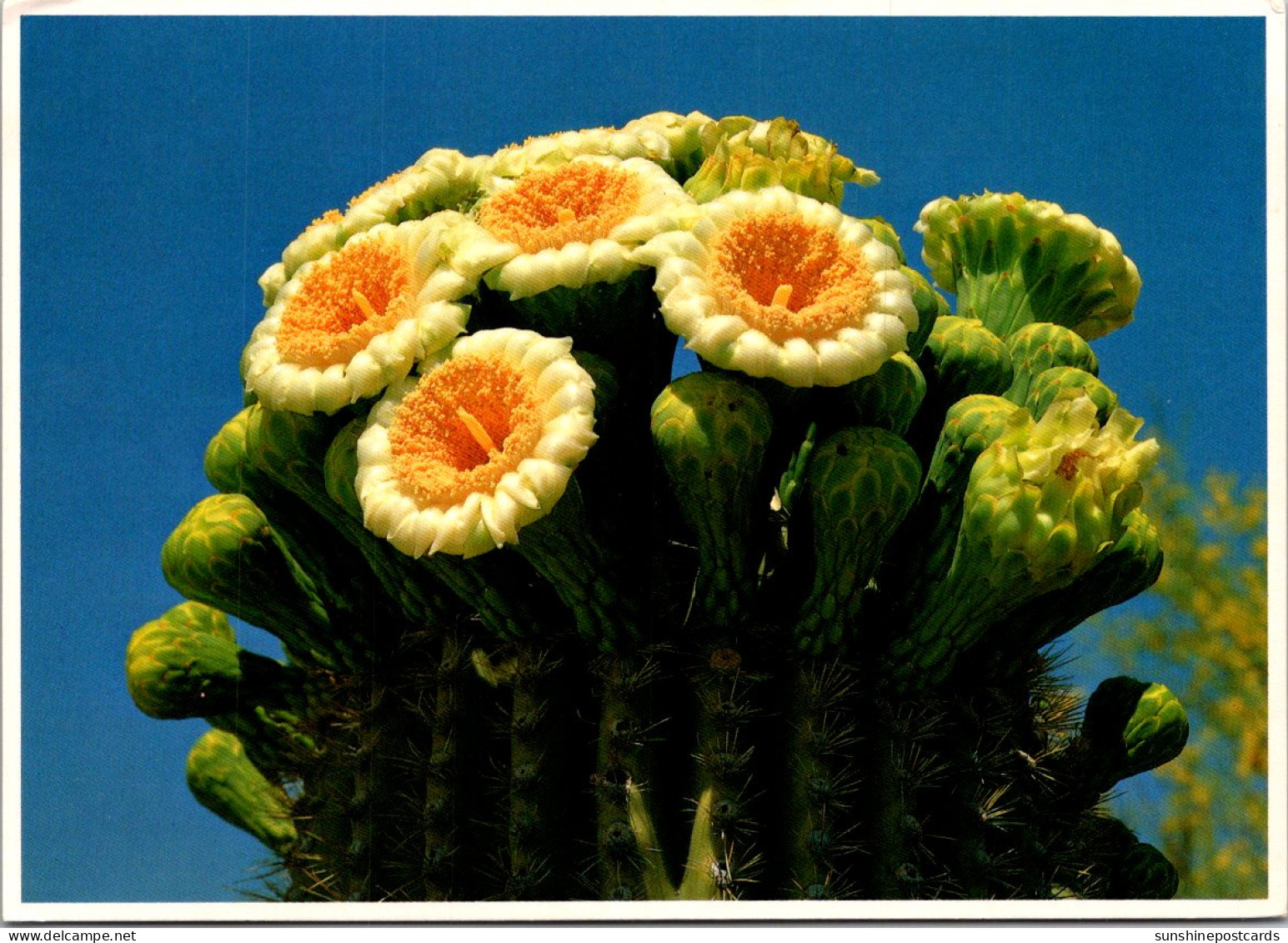 Cactus Saguaro Cactus In Bloom - Sukkulenten