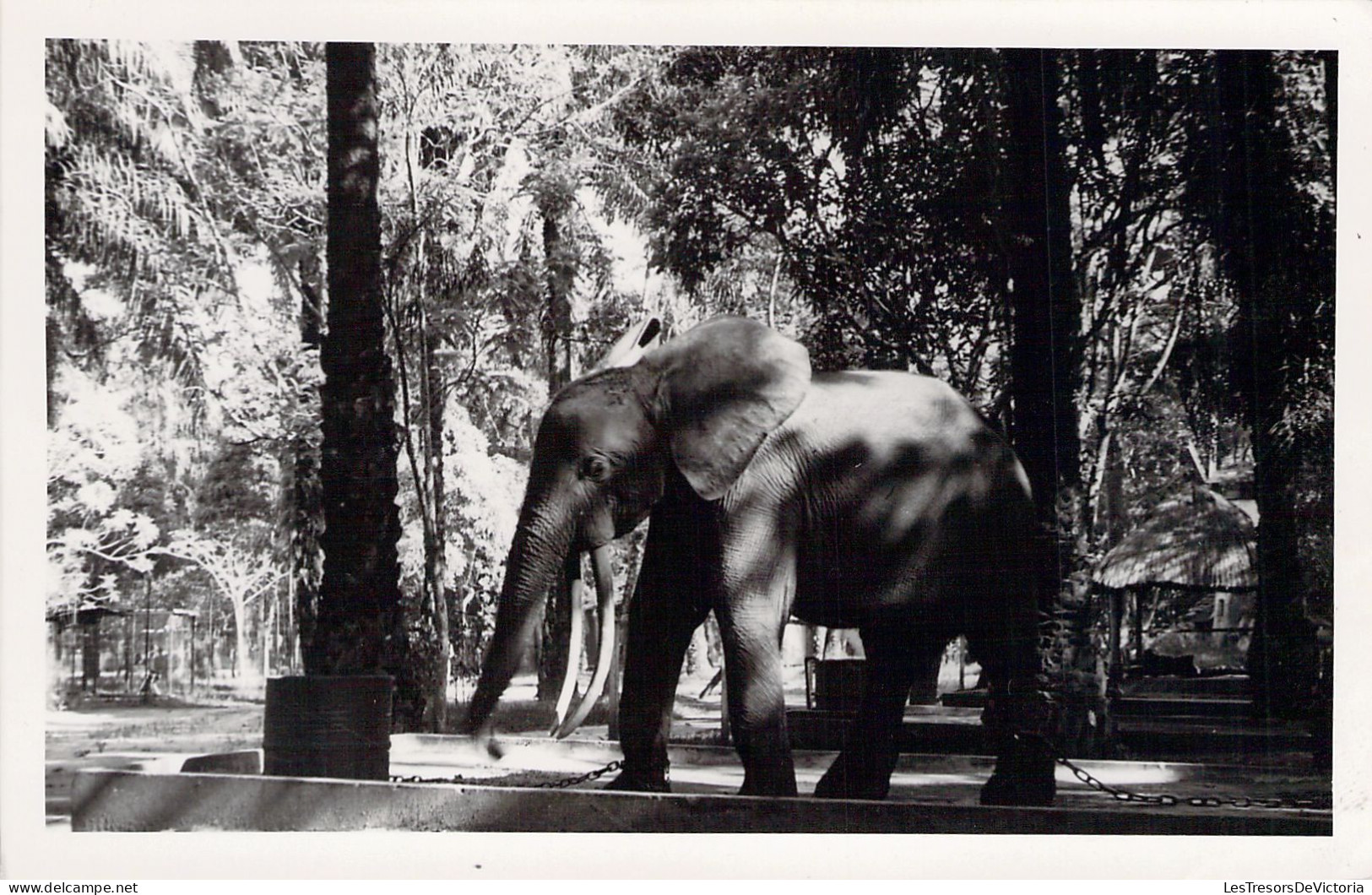 CONGO FRANCAIS - Léo L'éléphant Au Jardin Zoologique  - En Semi Liberté Un Fil Lié à Sa Patte - Carte Postale Ancienne - Congo Français