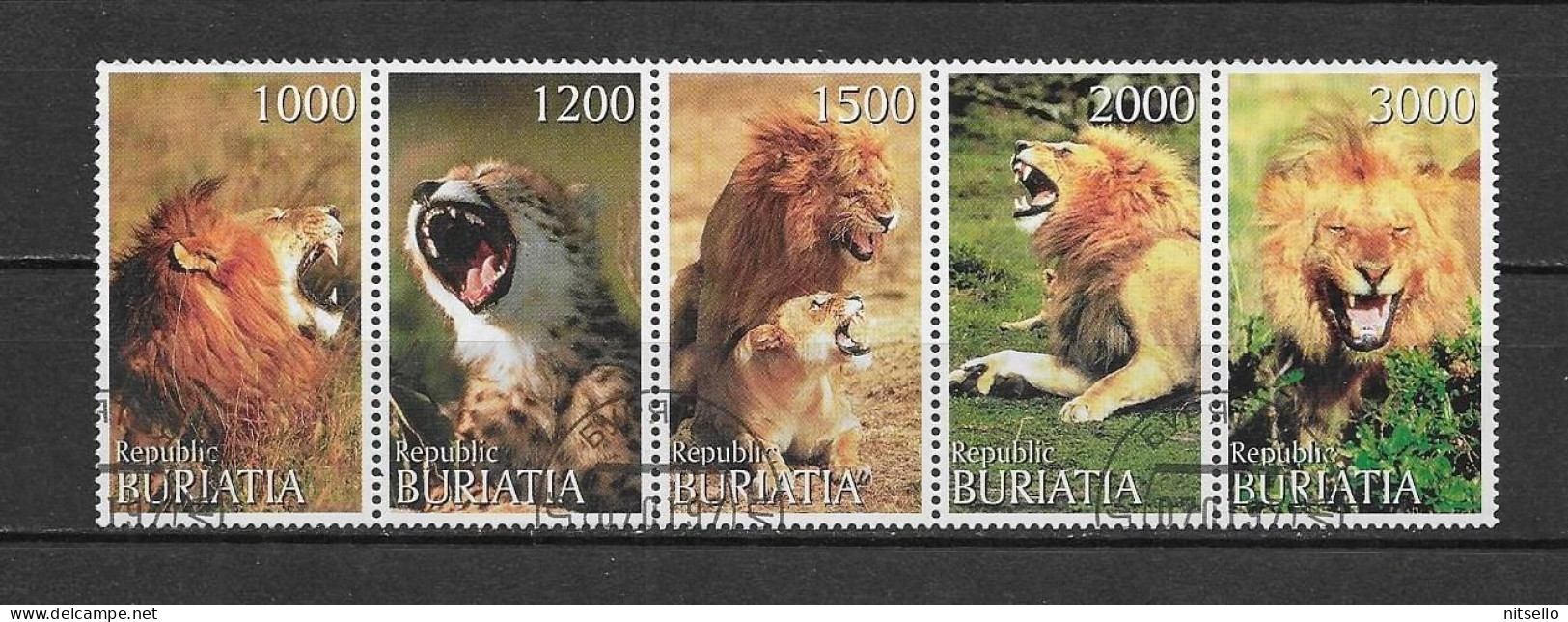 HB FAUNA   /// BURIATIA  LEONES - Felinos