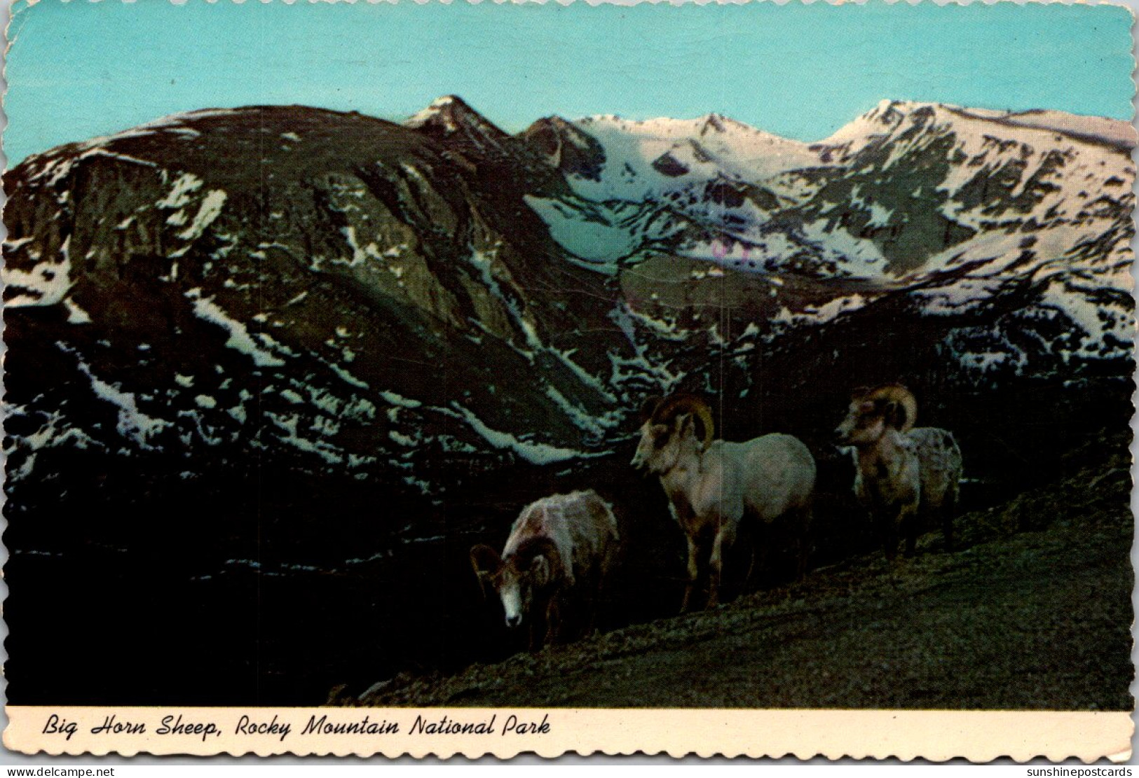 Colorado Rocky Mountain National Park Big Horn Sheep 1977 - Rocky Mountains