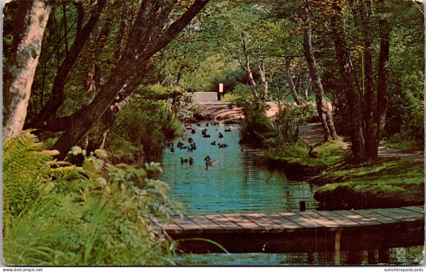 New York Long Island East Hampton View Of The Nature Trail 1972 - Long Island