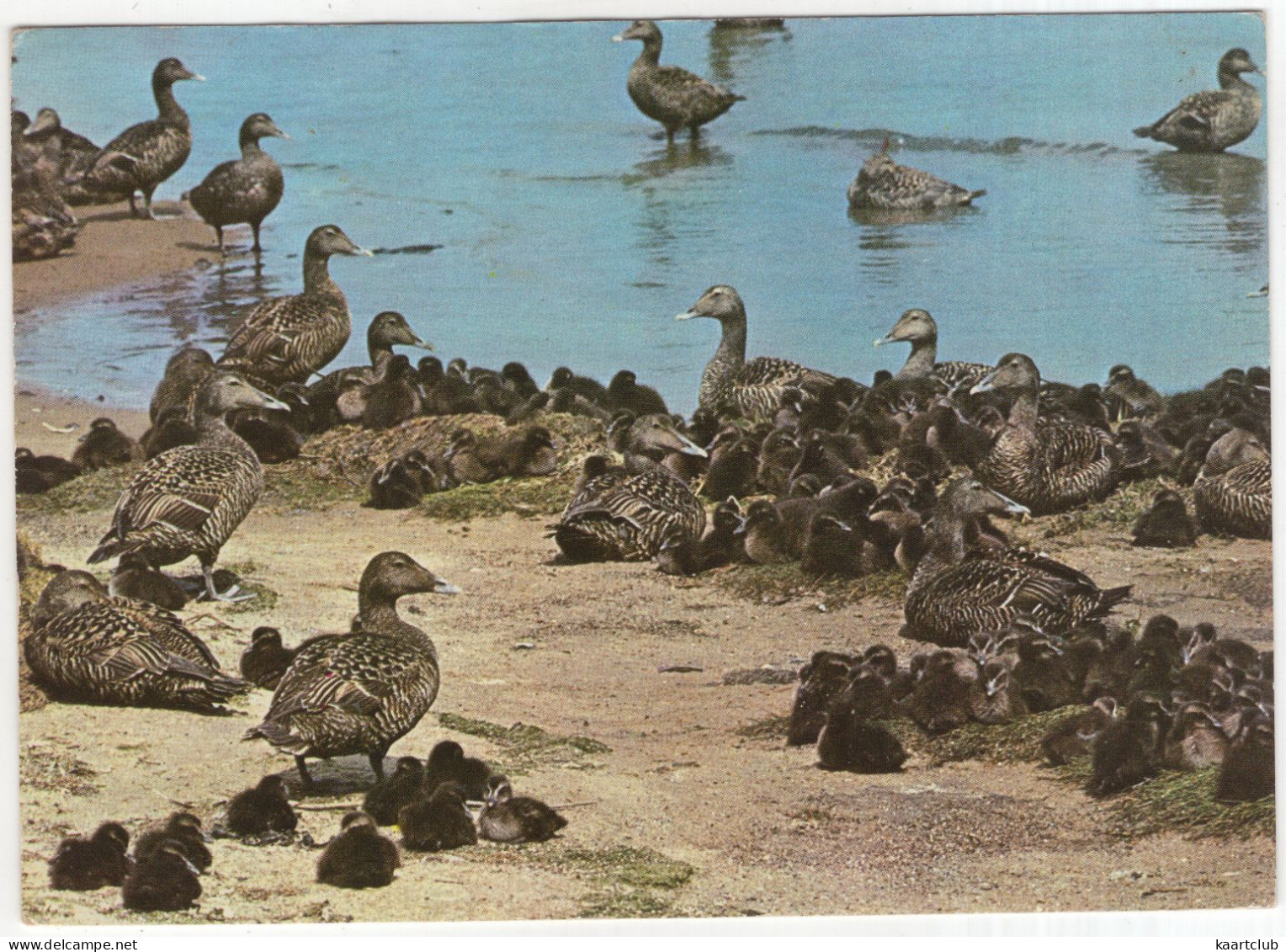 Nordsee-Insel Amrum - Eiderenten Mit Ihren Jungen In Sogen. Kindergärten Verient  - (Deutschland) - Nordfriesland