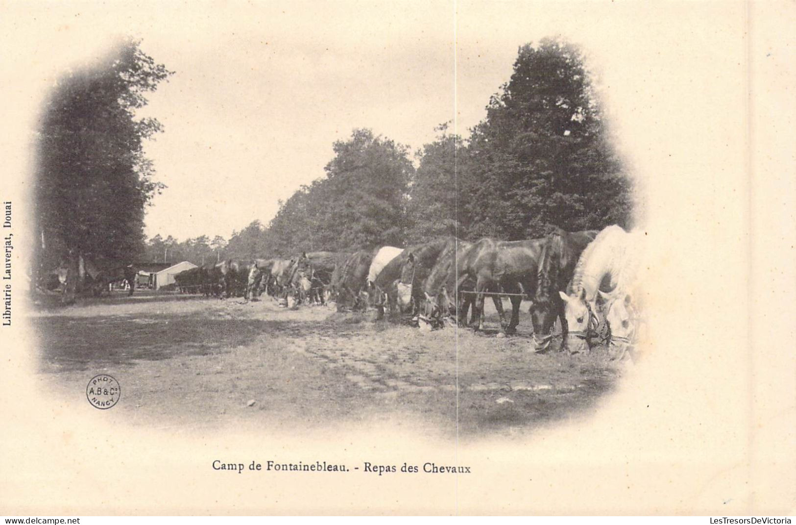 FRANCE - 77 - Camp De Fontainebleau - Repas Des Chevaux - Carte Postale Ancienne - Fontainebleau