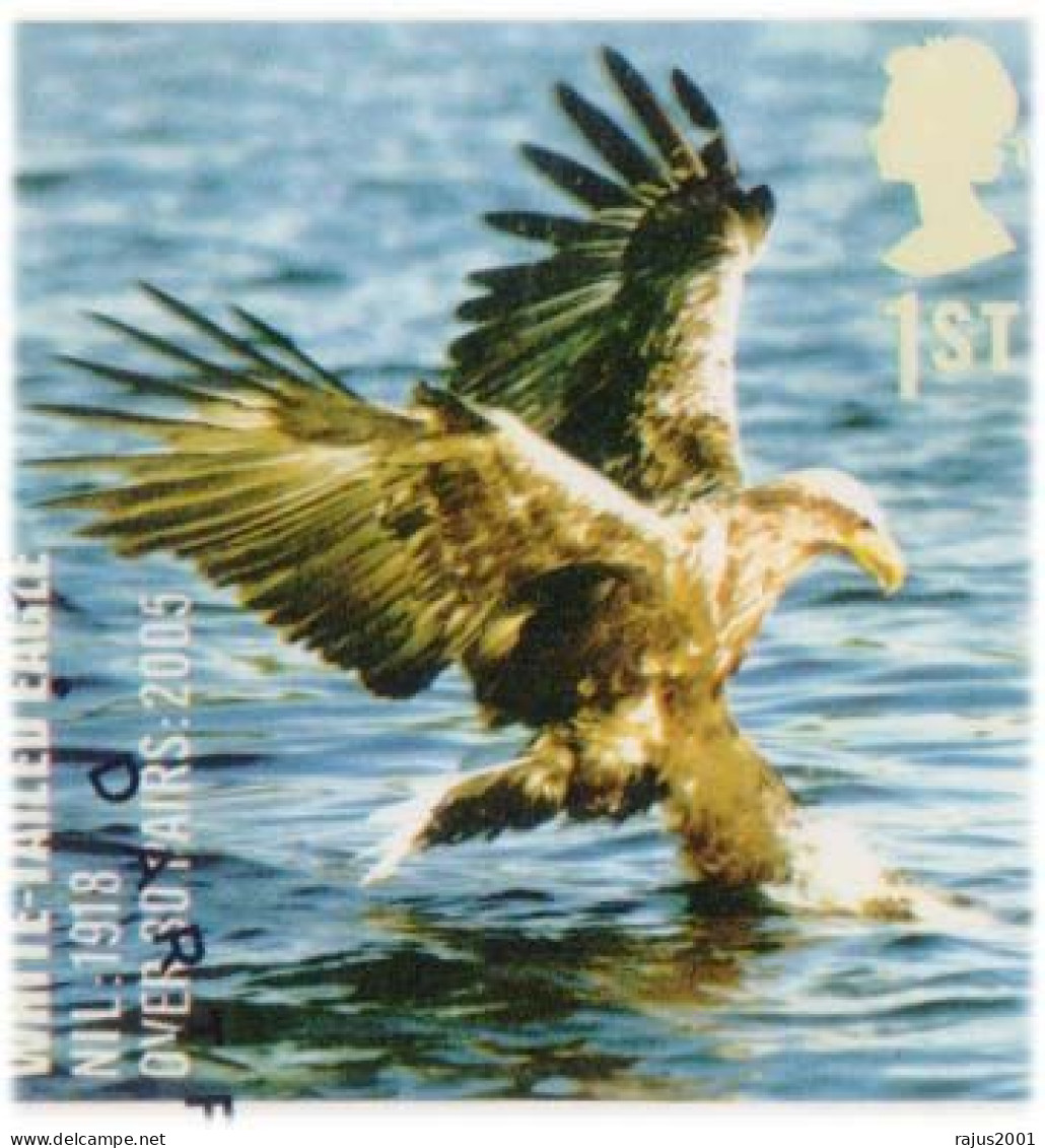 UK Species In Recovery, Eagle, Sparrow, Falcon, Kite Bunting, Beautiful Birds, Bird, Animal, Pictorial Cancellation FDC - Moineaux