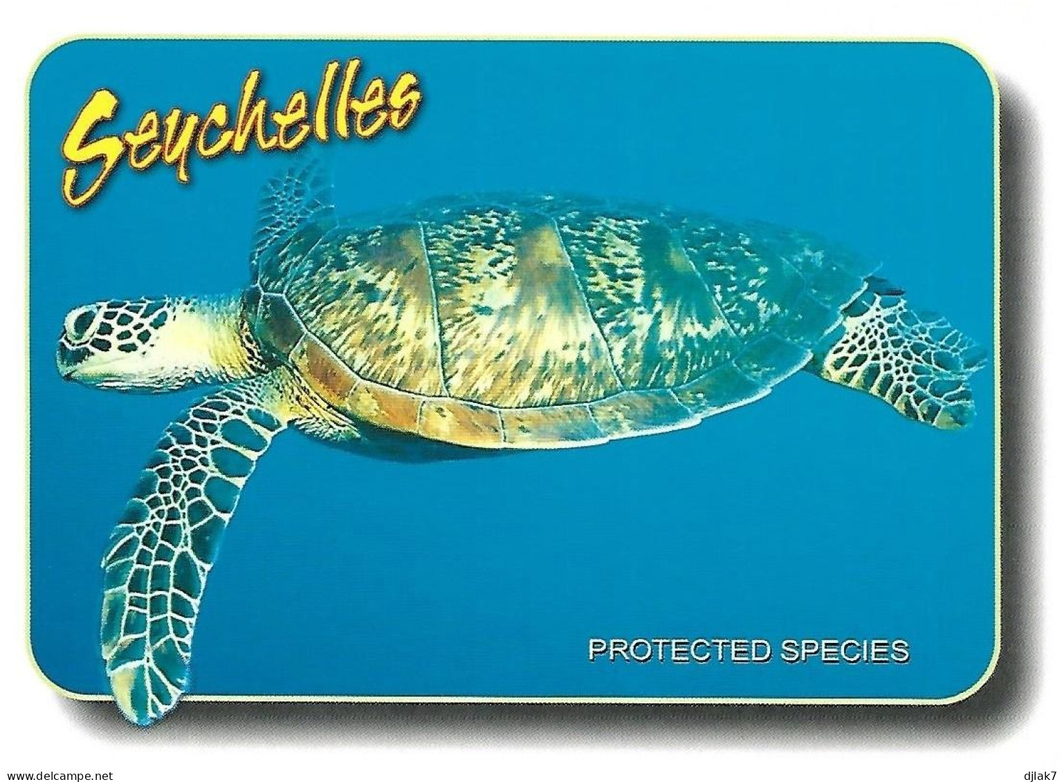 Seychelles Islands Green Sea Turtle - Seychelles
