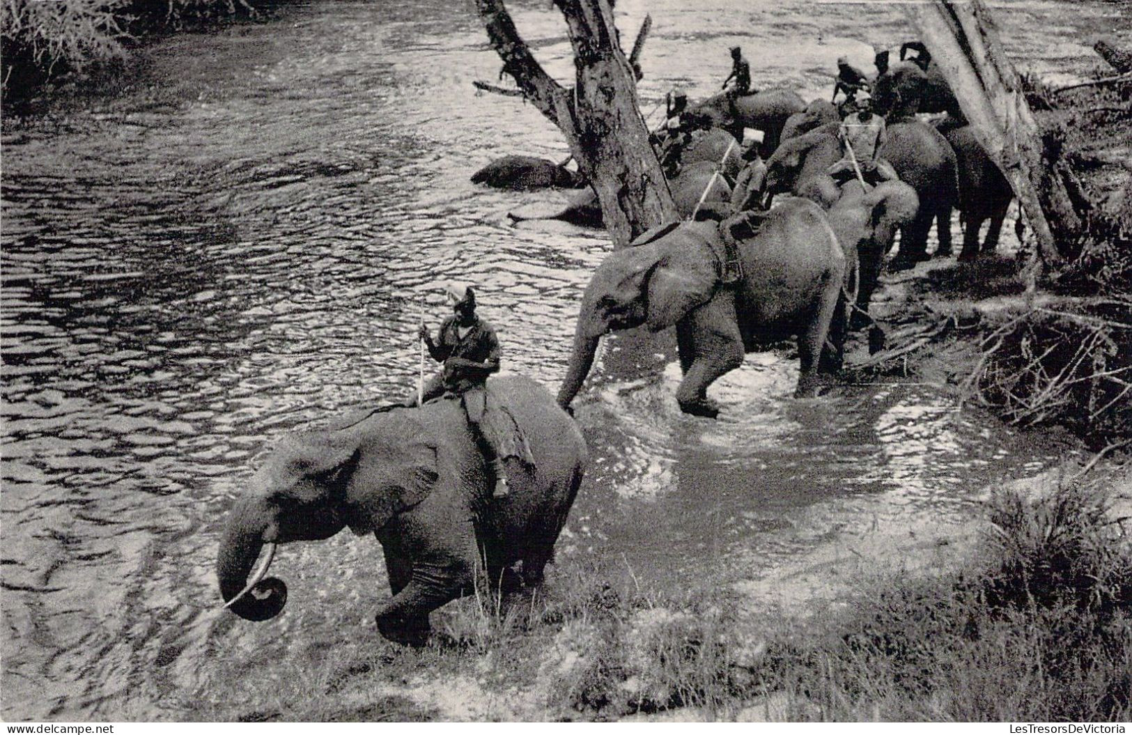 CONGO - Le Bain Des Eléphants - Carte Postale Animée - Andere & Zonder Classificatie