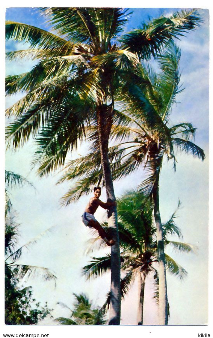 CPSM  9 X 14   Nouvelle Calédonie Indigène Montant Au Cocotier    New Caledonia Native Gathering Coconuts - Nouvelle Calédonie