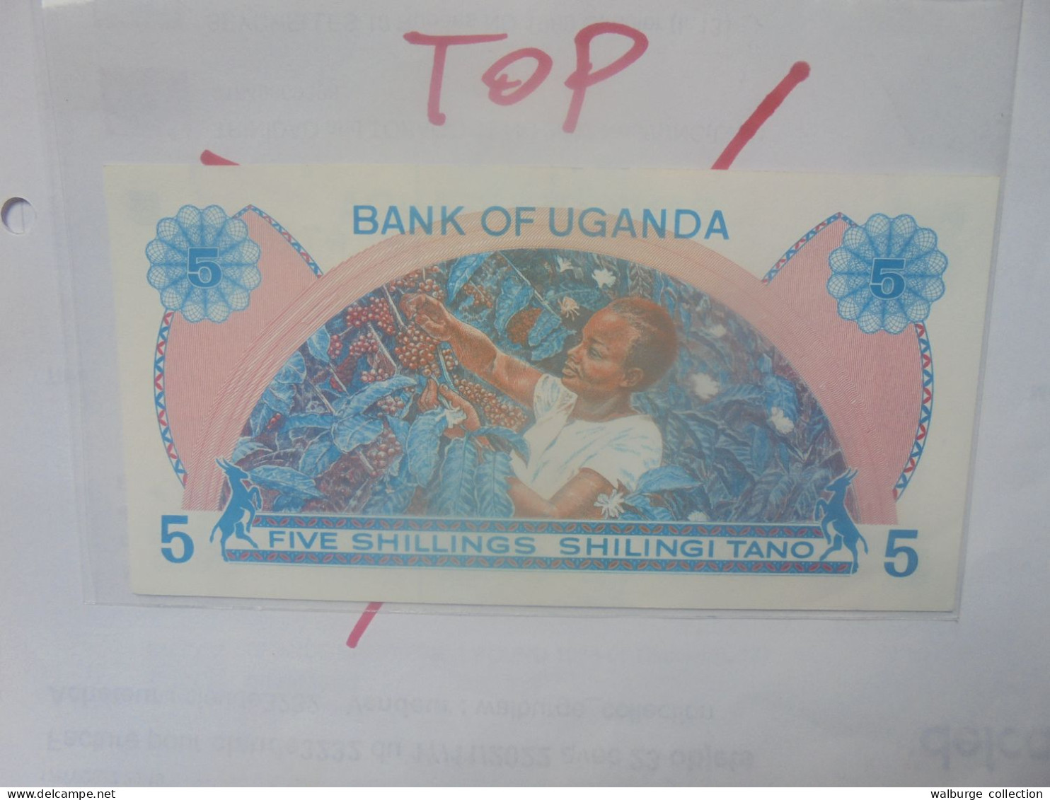 OUGANDA 5 SHILLINGS 1979 Neuf/UNC (B.29) - Uganda