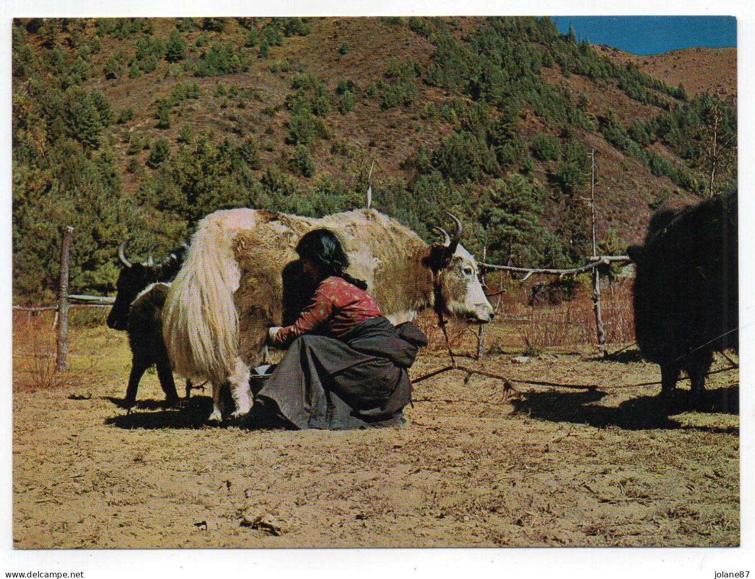 CPSM   NEPAL       -      SHERPA GIRL AND YAK    FEMME QUI TRAIT UN YAK - Népal