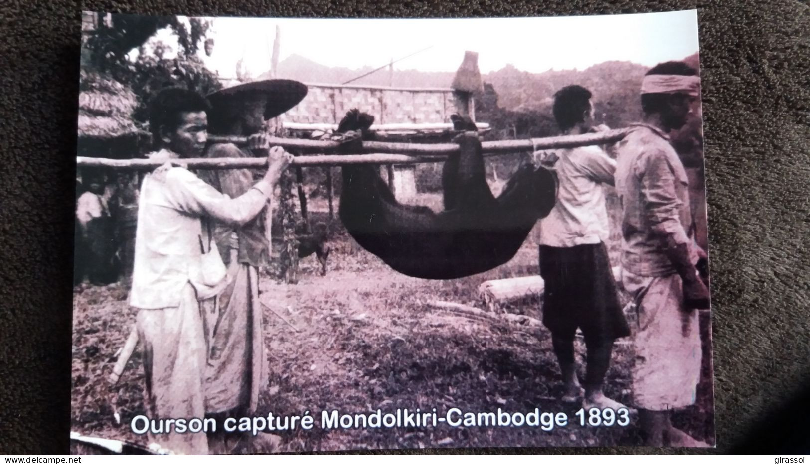 CPM PHOTO REPRO REPRODUCTION OURSON CAPTURE MONDOLKIRI CAMBODGE 1893 - Asia