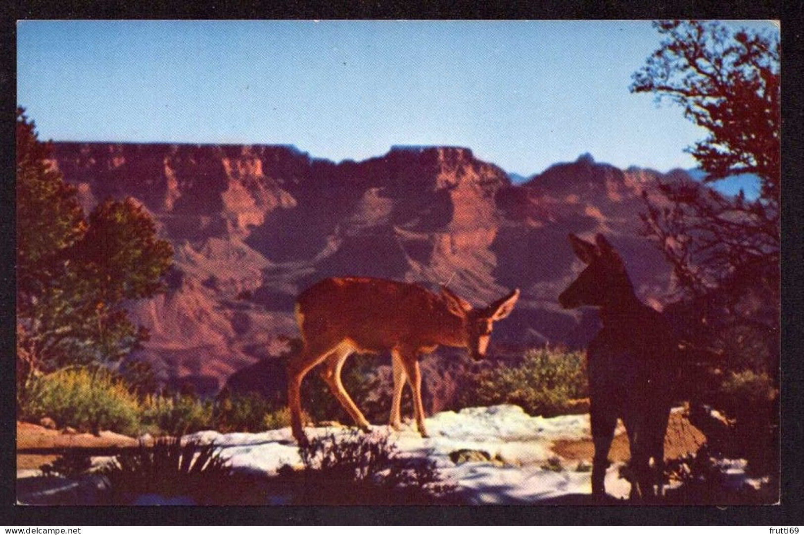 AK 125513 USA - Arizona - Deer At Grand Canyon - Grand Canyon