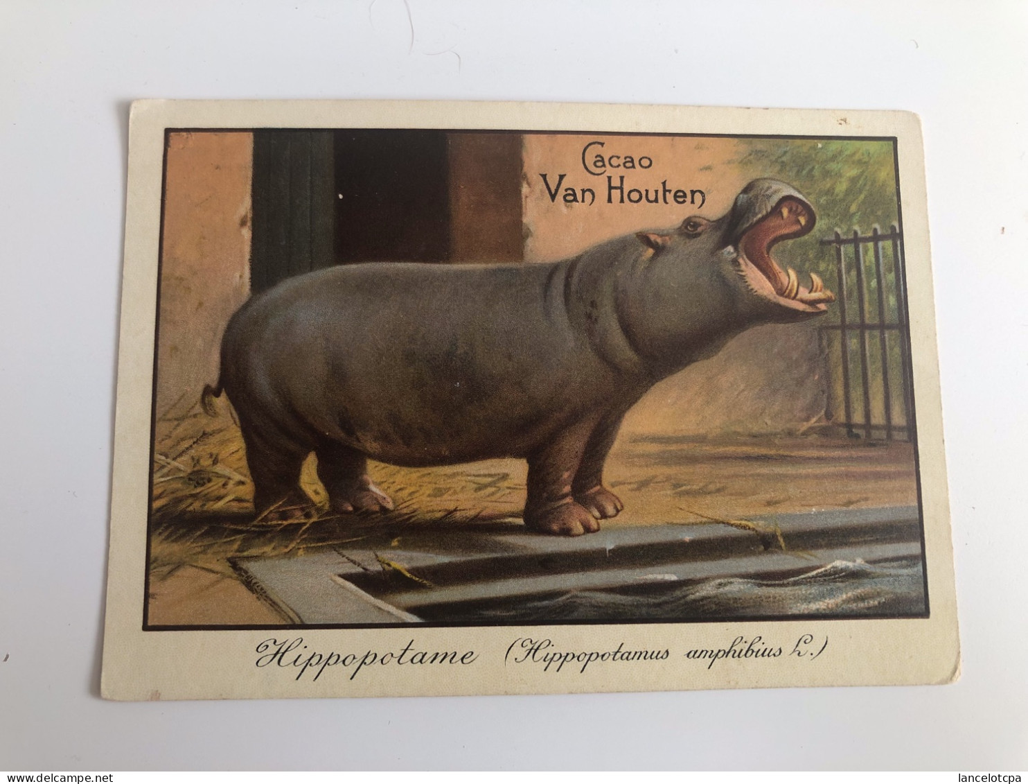 CHROMO CACAO VAN HOUTEN / HIPPOPOTAME - Van Houten