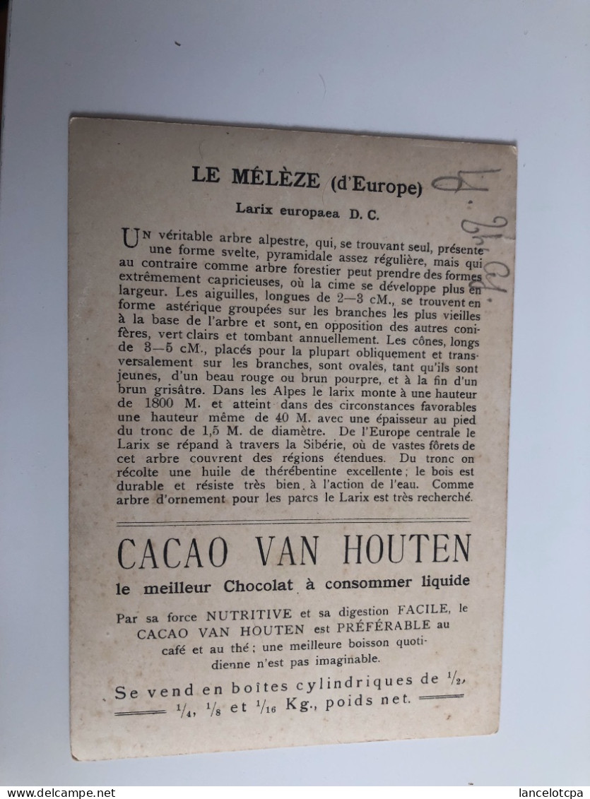 CHROMO CACAO VAN HOUTEN / ARBRE MELEZE - Van Houten
