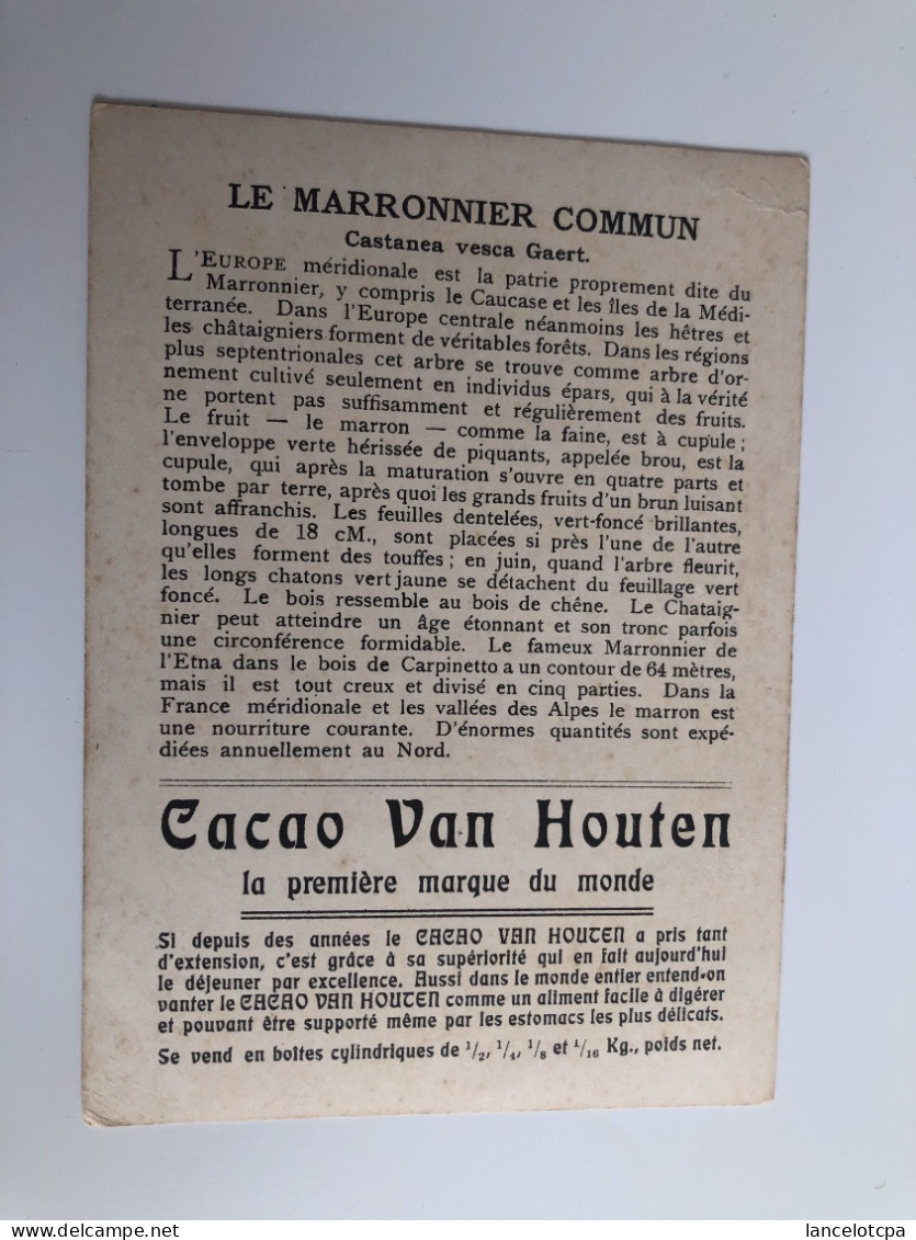 CHROMO CACAO VAN HOUTEN / ARBRE MARRONNIER COMMUN - Van Houten