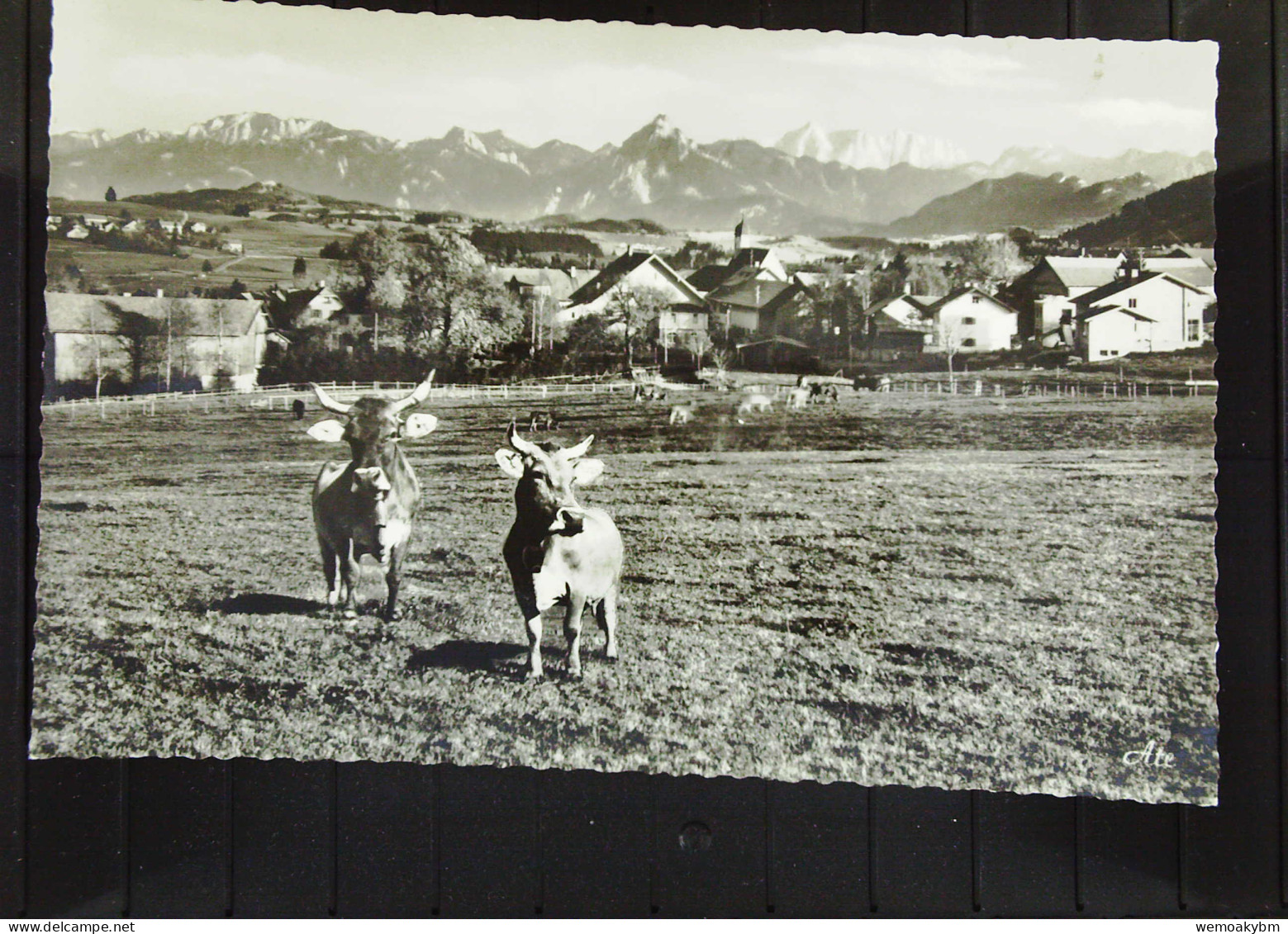 BRD AK Von Bad Oy-Mittelberg Im Allgäu Mit Blick Auf Säuling Und Zugspitze Um 1970 - Mittelberg