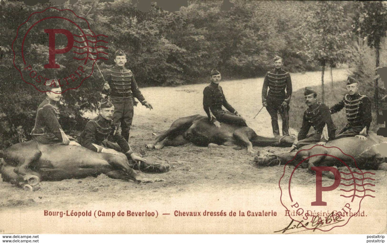 CHEVAUX DRESSÉS DE LA CAVALERIE - Camp De BEVERLOO KAMP LEOPOLDSBURG BOURG LEOPOLD WWICOLLECTION - Leopoldsburg (Camp De Beverloo)
