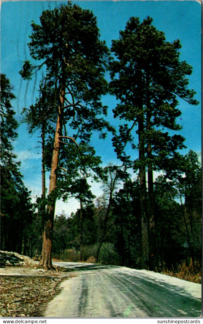 Arizona Big Pines On Mount Lemmon Near Tucson 1966 - Tucson