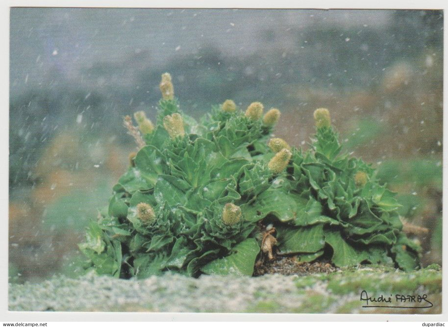 984 - Terres Australes Et Antartiques Françaises / Photo André FATRAS : Choux De  KERGUELEN. - TAAF : Territorios Australes Franceses