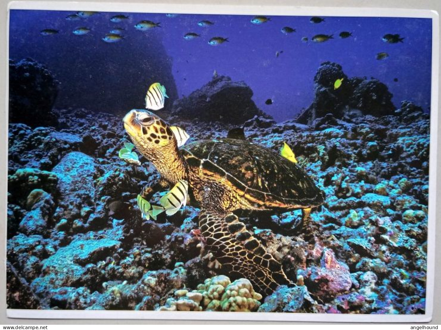 Hawaiian Green Sea Turtle - Schildkröten