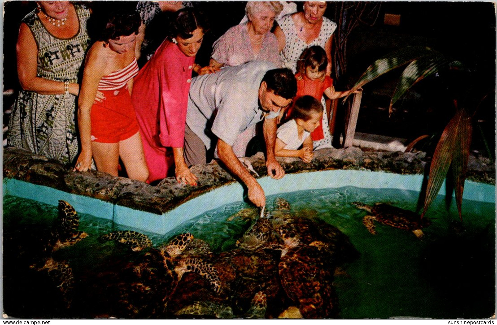 Florida Key West Feeding The Giant Turtles At The Aquarium - Key West & The Keys