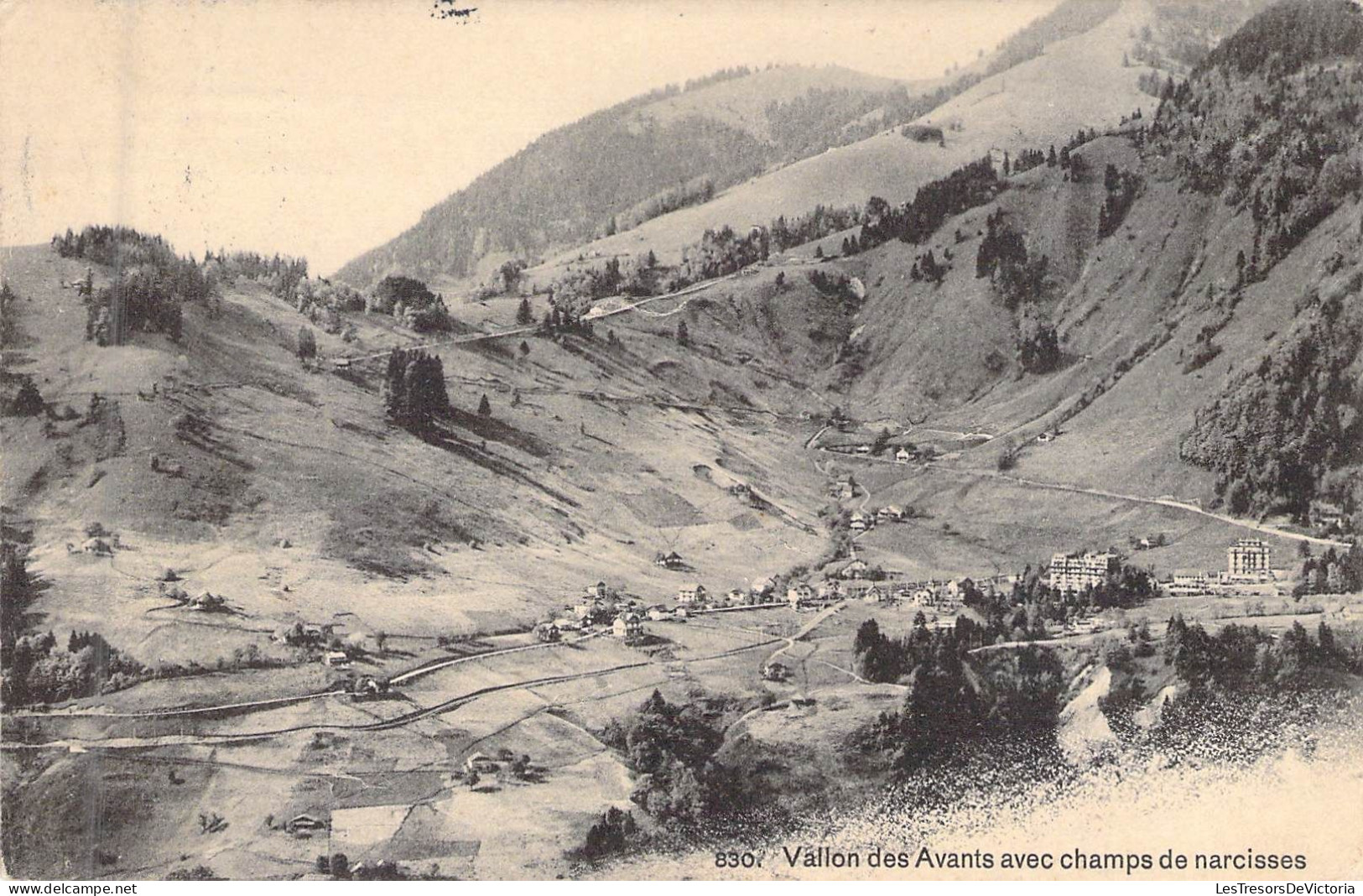 SUISSE - Vallon Des Avants Avec Champs De Narcisses - E Rossier  - Carte Postale Ancienne - Cham