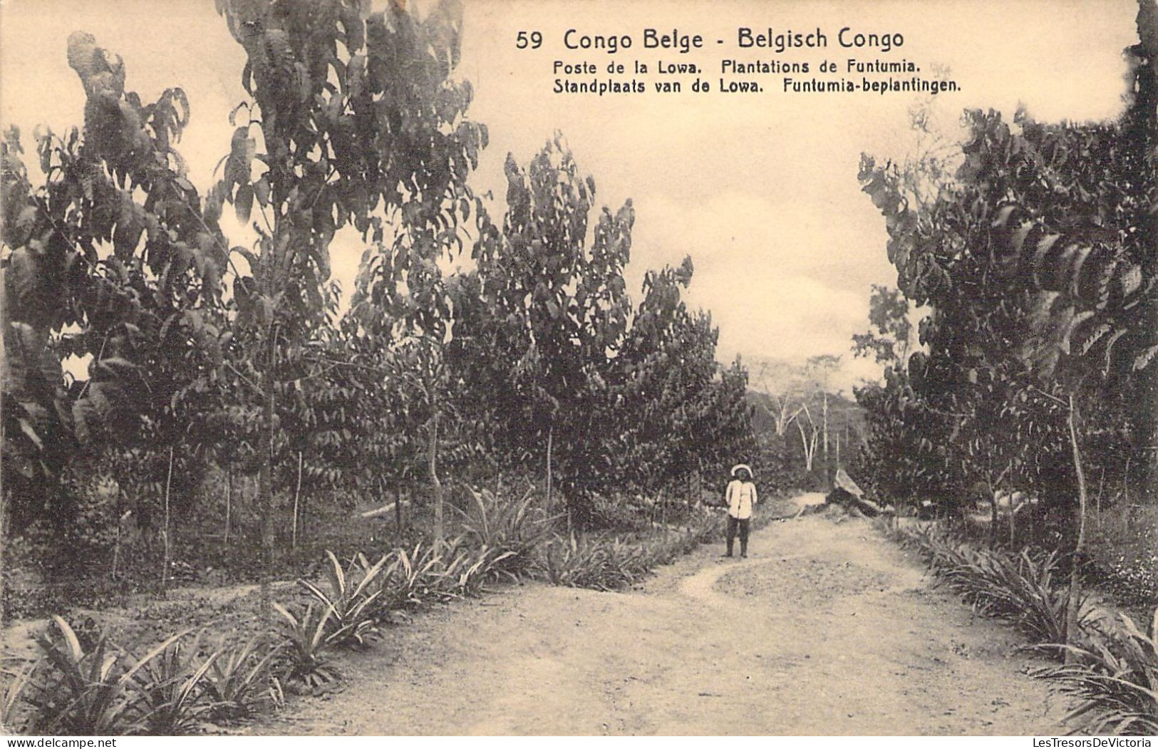 CONGO BELGE - Poste De La Lowa - Plantations De Funtumia - Carte Postale Ancienne - Congo Belga