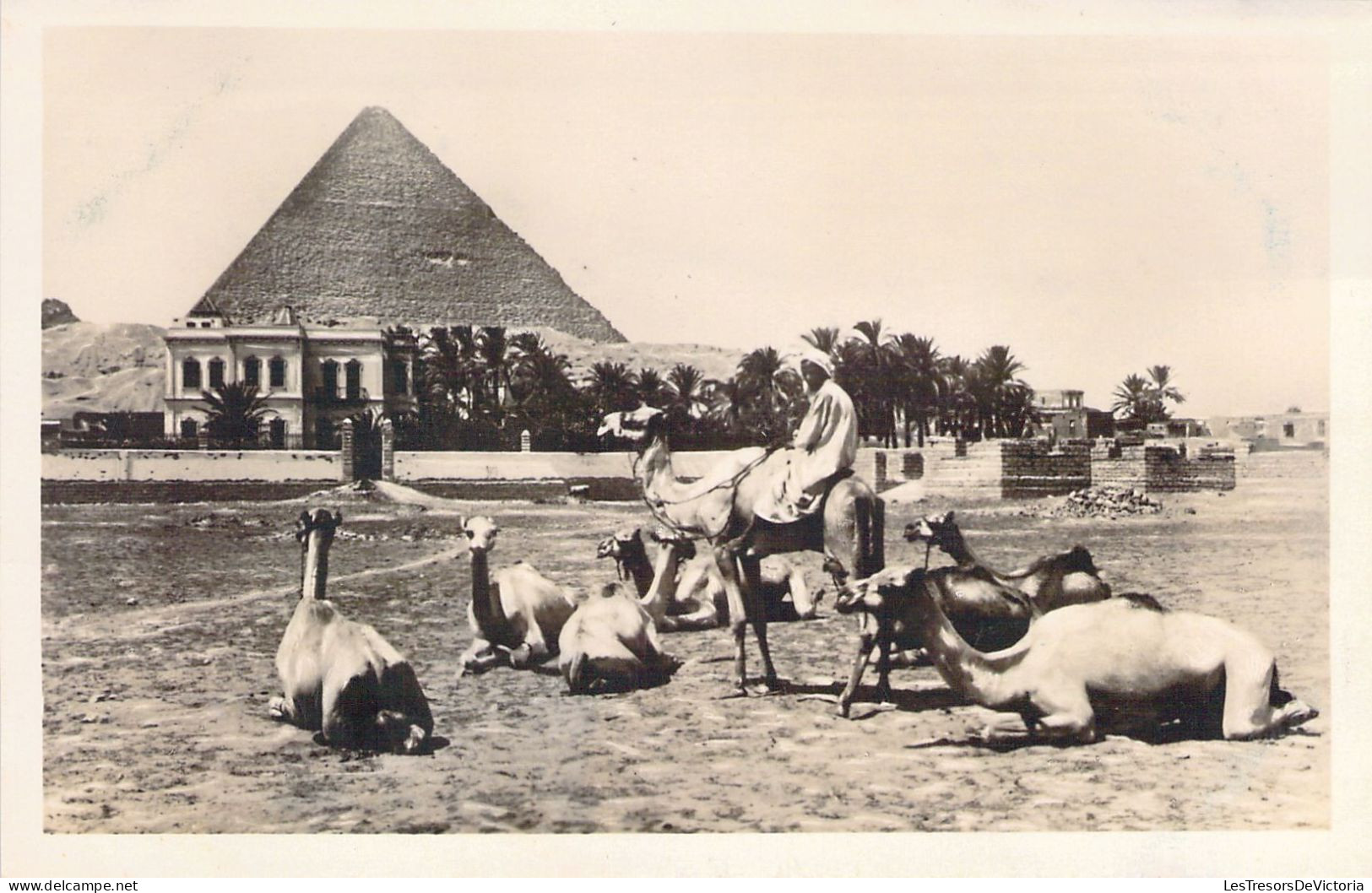EGYPTE - Kamel Group Near The Great Pyramid Of Cheops - Carte Postale Ancienne - Andere & Zonder Classificatie