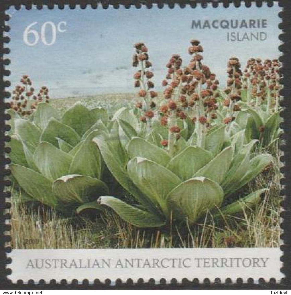 AUSTRALIALIAN ANTARCTIC TERRITORY - USED 2010 60c Macquarie Island - Flowers - Usados