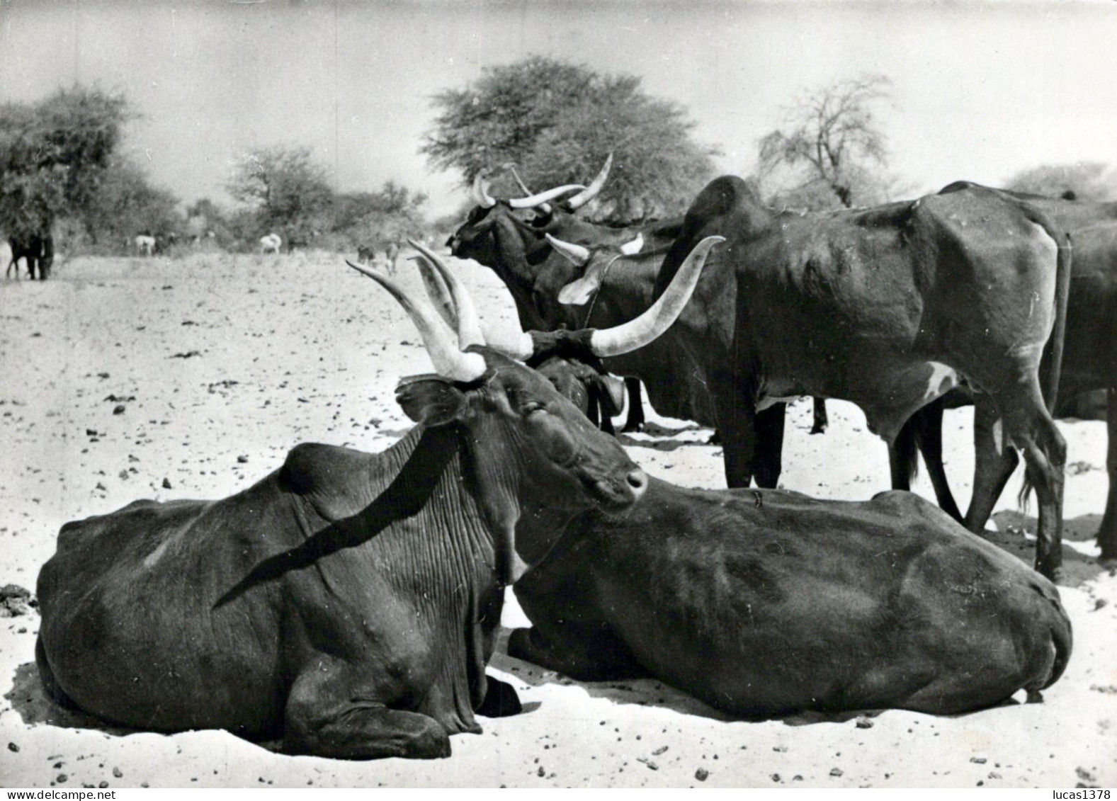 NIGER / AGADEZ / BOEUFS BOROROJIS - Niger