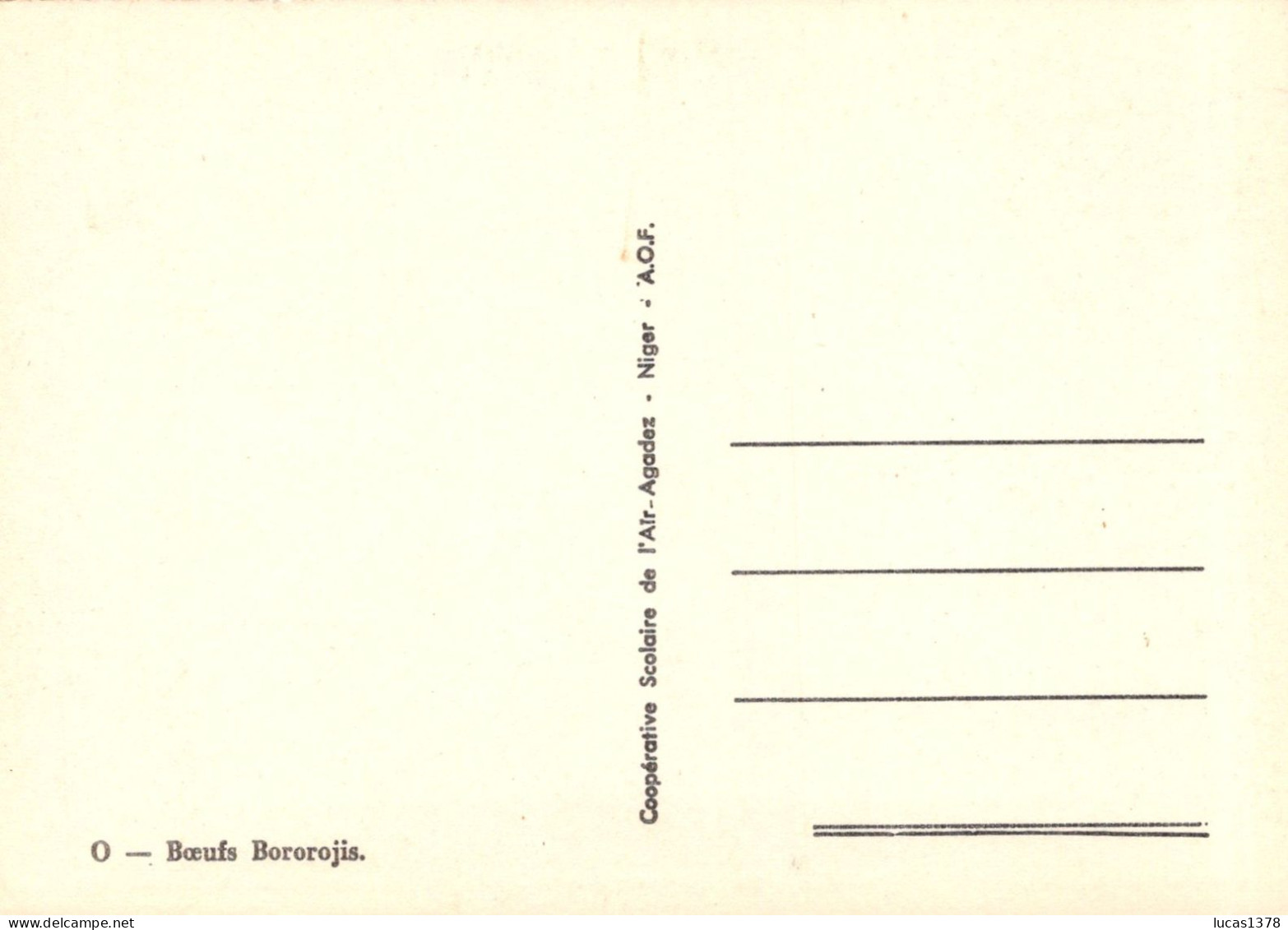 NIGER / AGADEZ / BOEUFS BOROROJIS - Niger