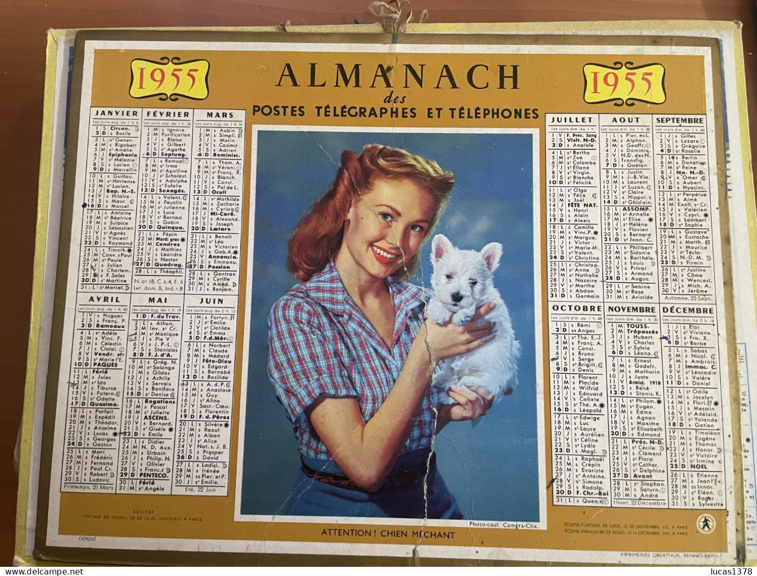 CALENDRIER ALMANACH DES POSTES  1955 / ATTENTION CHIEN MECHANT - Tamaño Grande : 1941-60