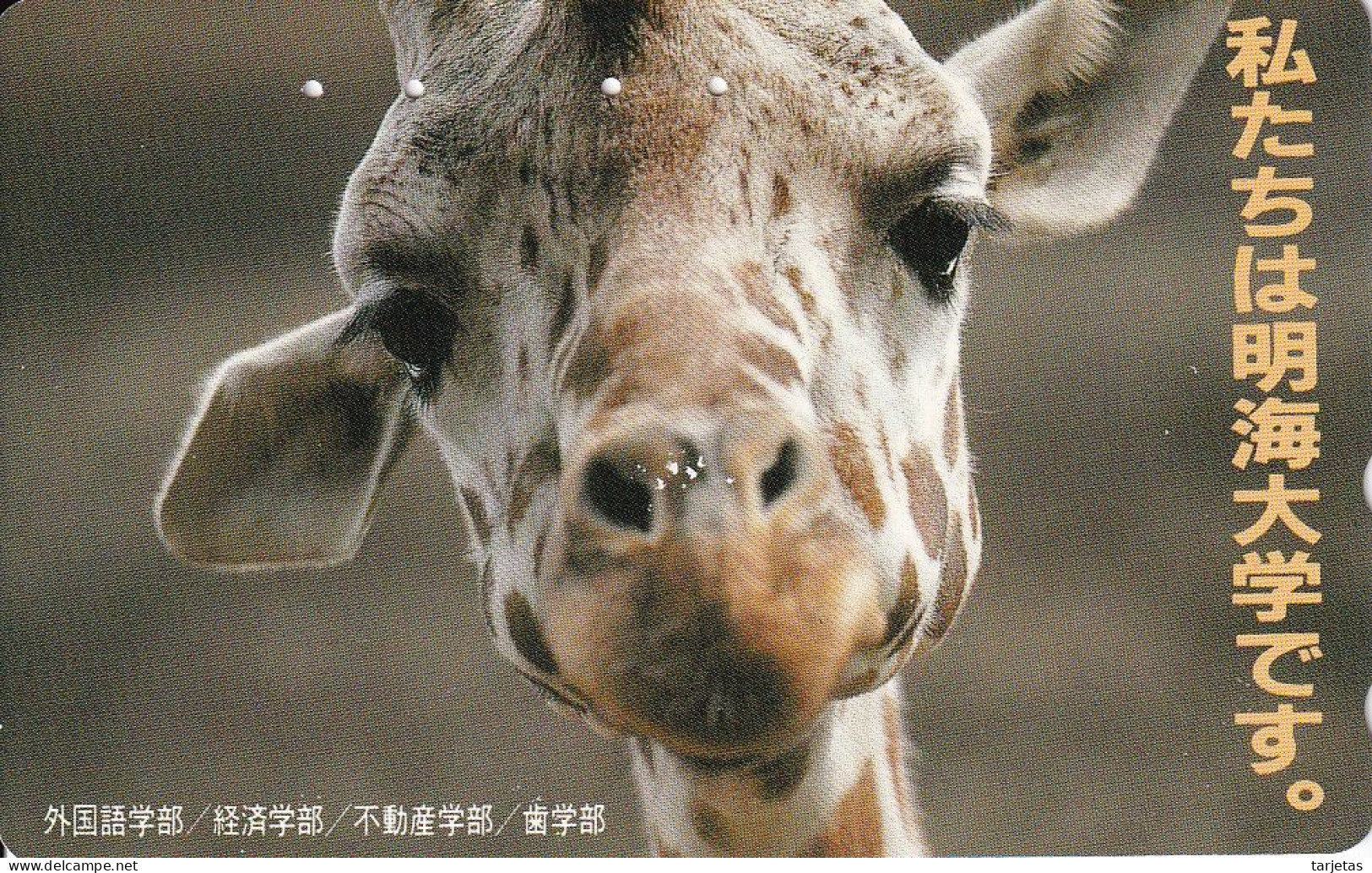 TARJETA DE JAPON DE UNA JIRAFA (GIRAFFE ) - Otros & Sin Clasificación