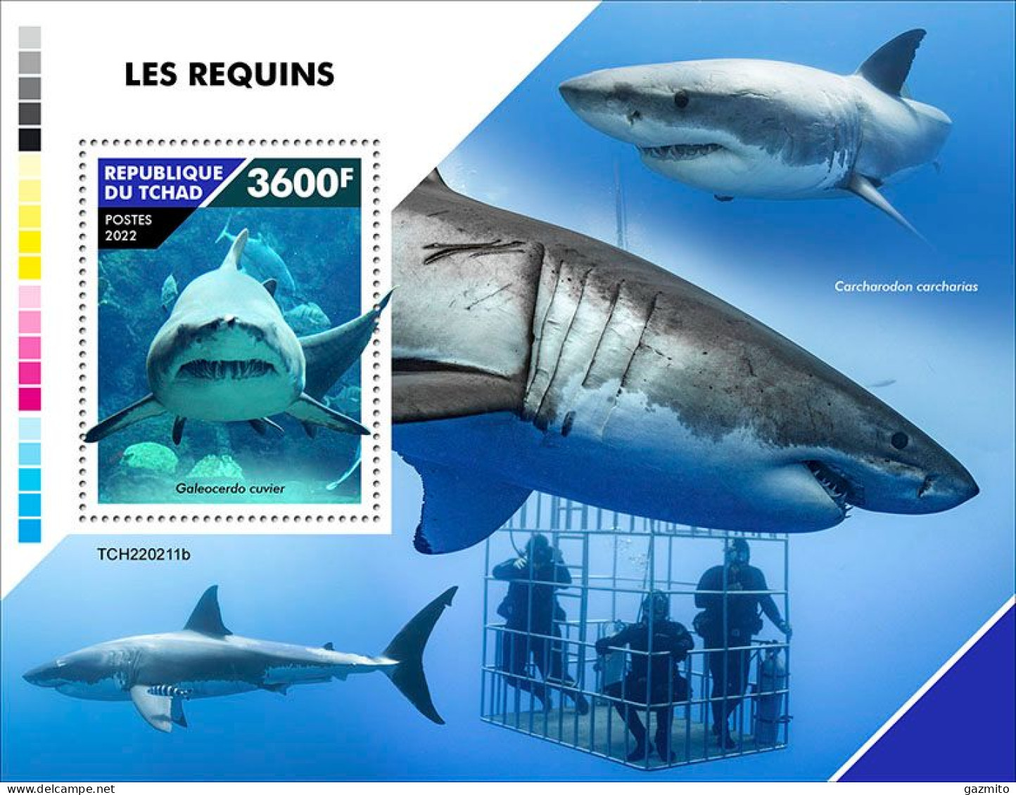 Tchad 2022, Animals, Sharks, Diving, BF - Tauchen