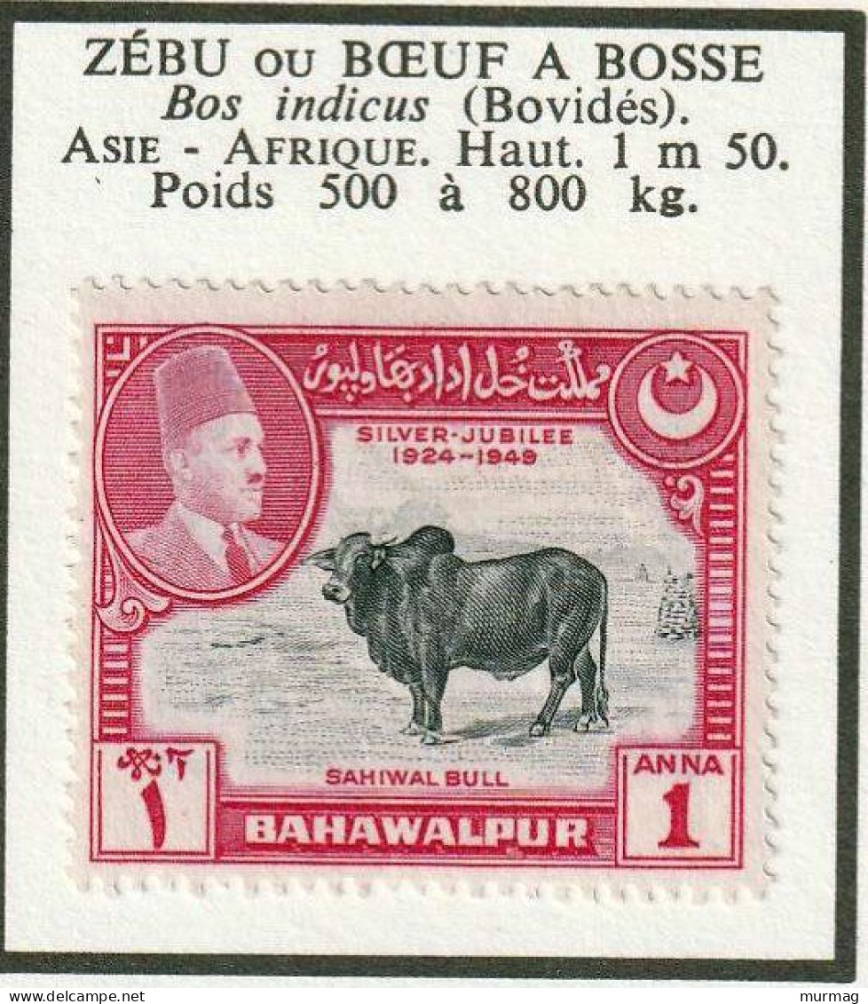 BAHAWALPUR - Faune, Zébu Ou Boeuf à Bosse - N° 20 - 1949 - MH - Bahawalpur