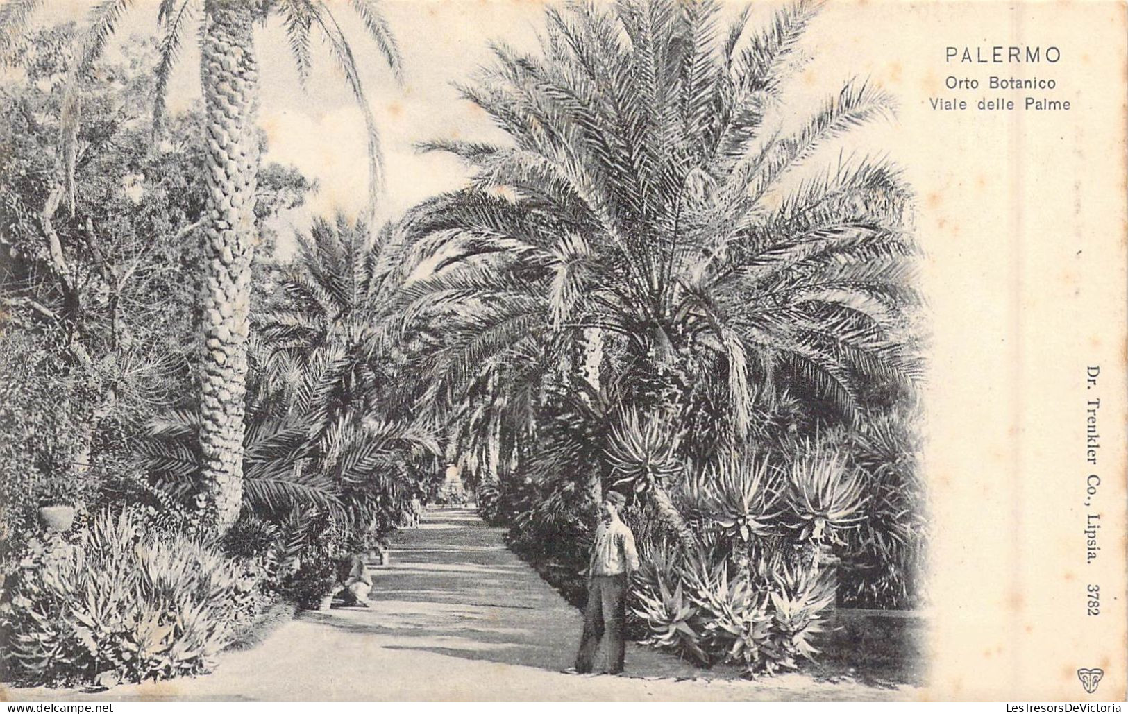 ITALIE - Palermo - Orto Botanico Viale Delle Palme - Carte Postale Ancienne - Sonstige & Ohne Zuordnung