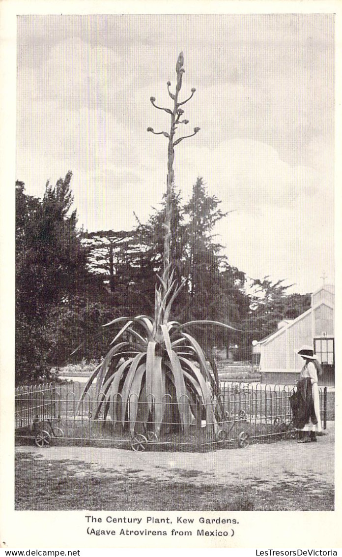 ROYAUME-UNIS - Angleterre - The Century Plant - Kew Gardens - Carte Postale Ancienne - Norvège