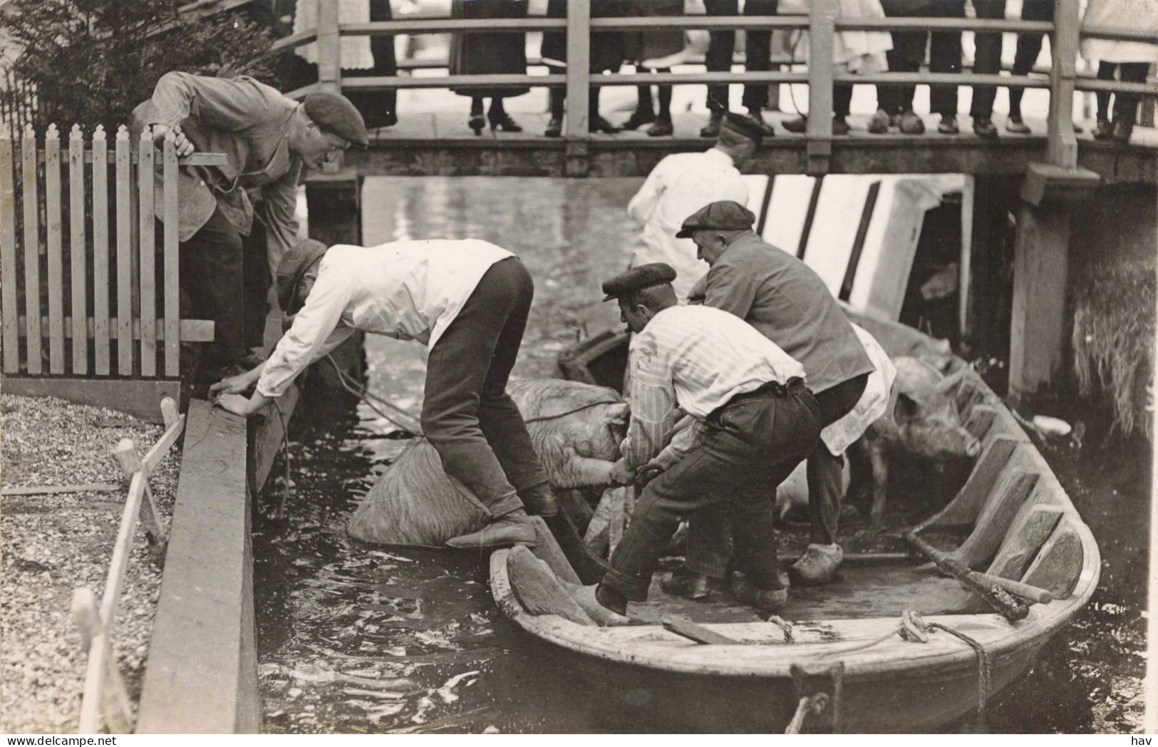 Zaanstreek Varkens Te Water Oude Foto 1857 - Zaanstreek