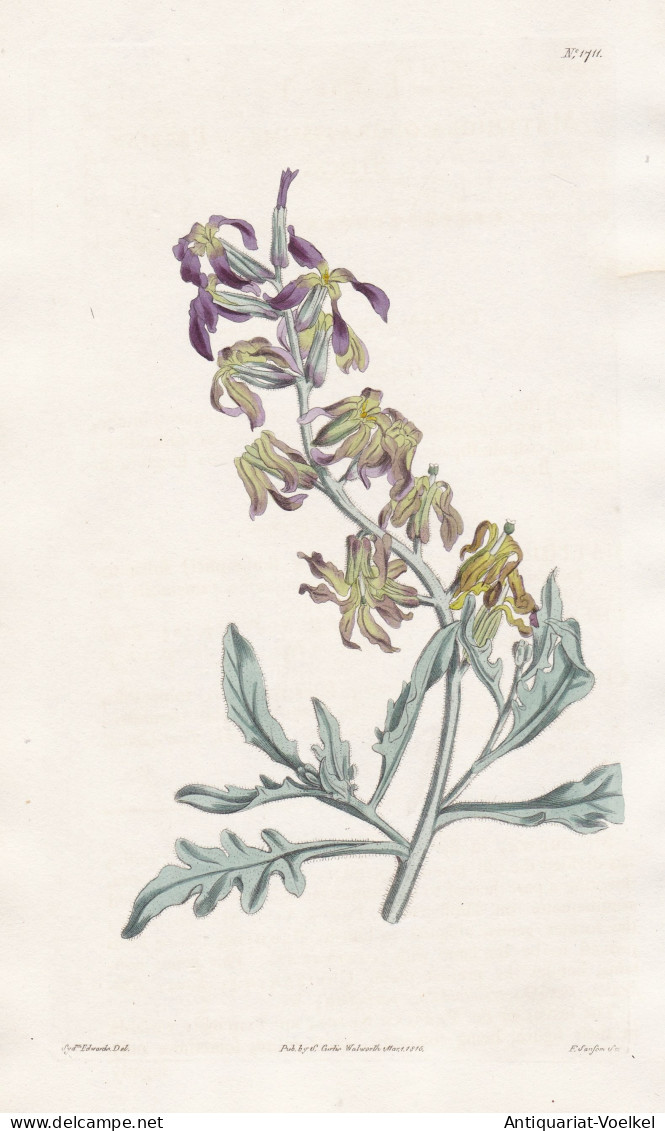 Matthiola Odoratissima. Persian Stock. Tab. 1711 - Pflanze Planzen Plant Plants / Flower Flowers Blume Blumen - Prints & Engravings