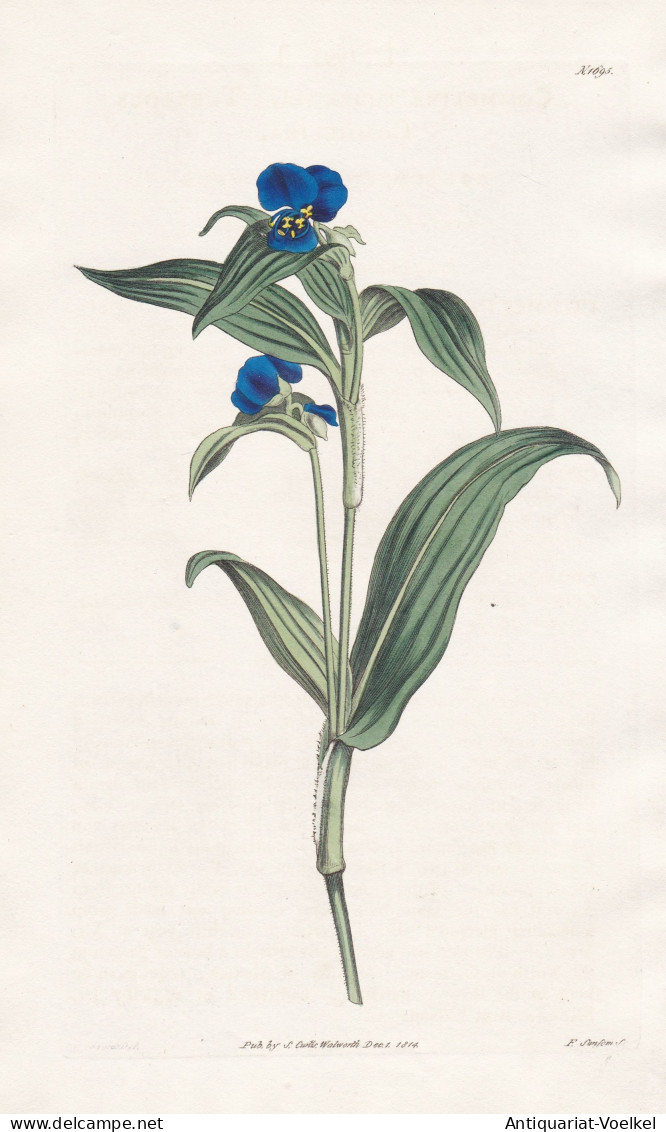 Commelina Tuberosa. Tuberous Commelina. Tab. 1695 - Mexico Mexiko / Pflanze Planzen Plant Plants / Flower Flow - Prints & Engravings