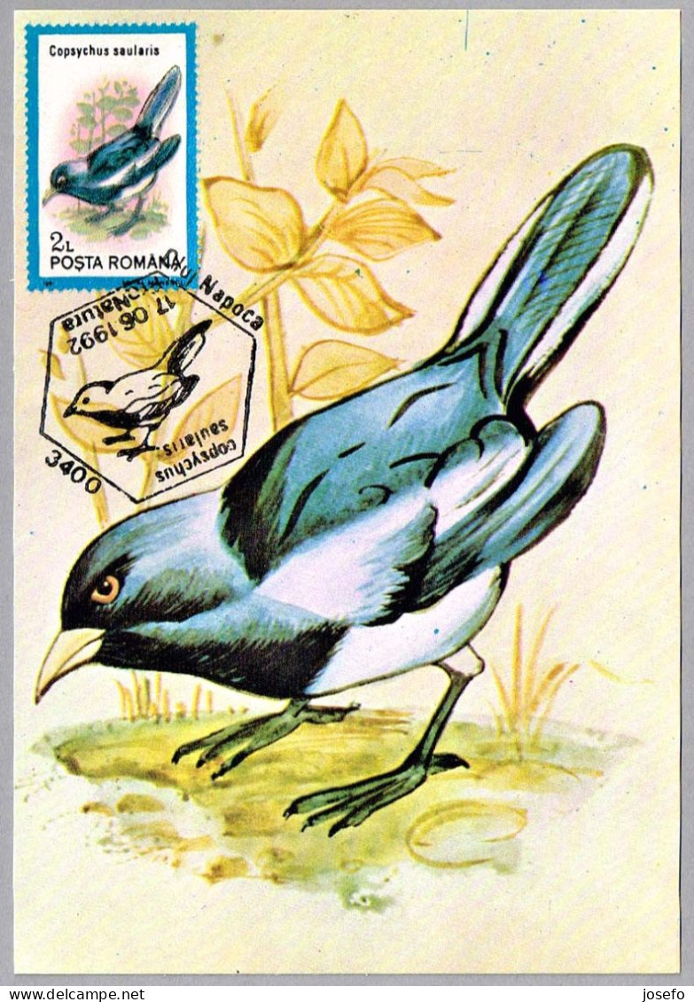 COPSYCHUS SAULARIS - Shama Oriental - Oriental Magpie-robin. Cluj Napoca 1992 - Annullamenti & A. Meccaniche (pubblicitarie)