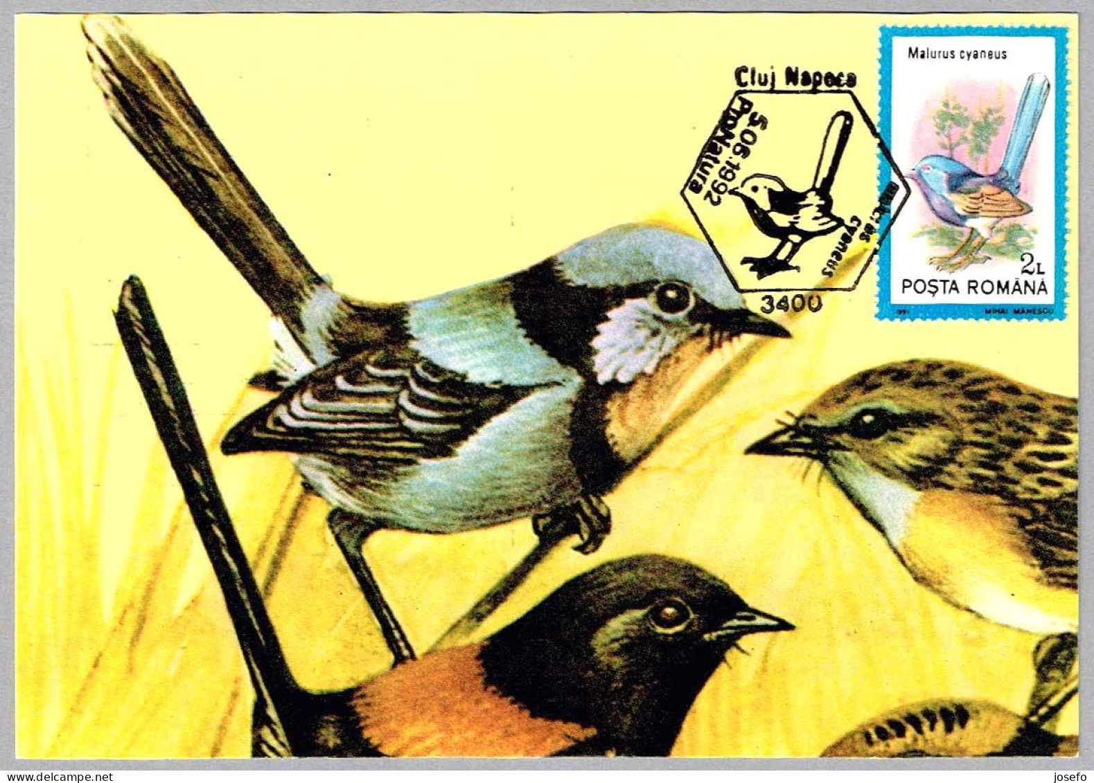 MALURUS CYANEUS - Ratona Australiana Azul - Superb Fairywren. Cluj Napoca 1992 - Obliteraciones & Sellados Mecánicos (Publicitarios)