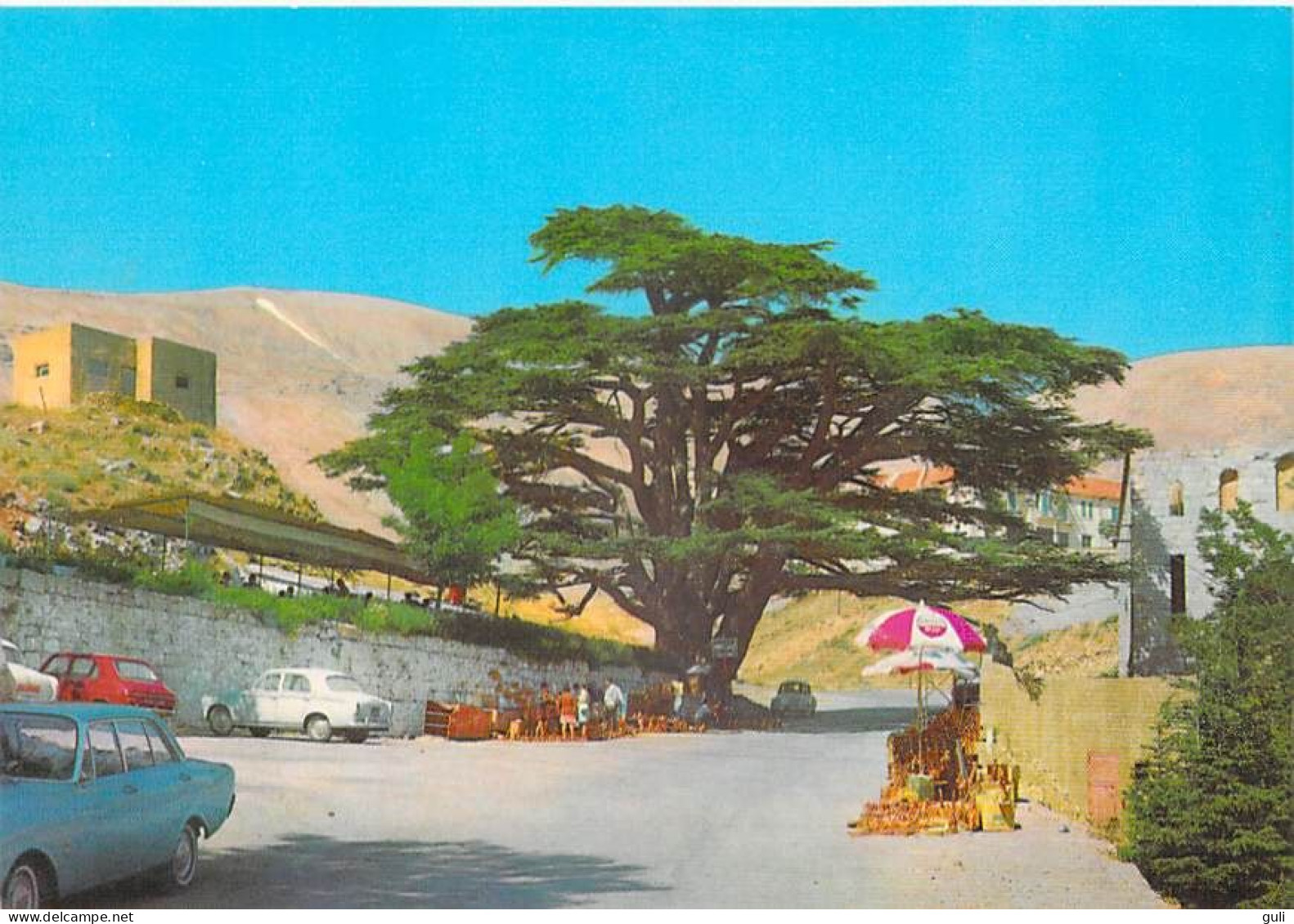 Liban LEBANON -Cèdres Le Cèdre Mlillénaire Cedars The Millenary Cedar (parasol Auto) Photo Sport Beyrouth 481 *PRIX FIXE - Liban