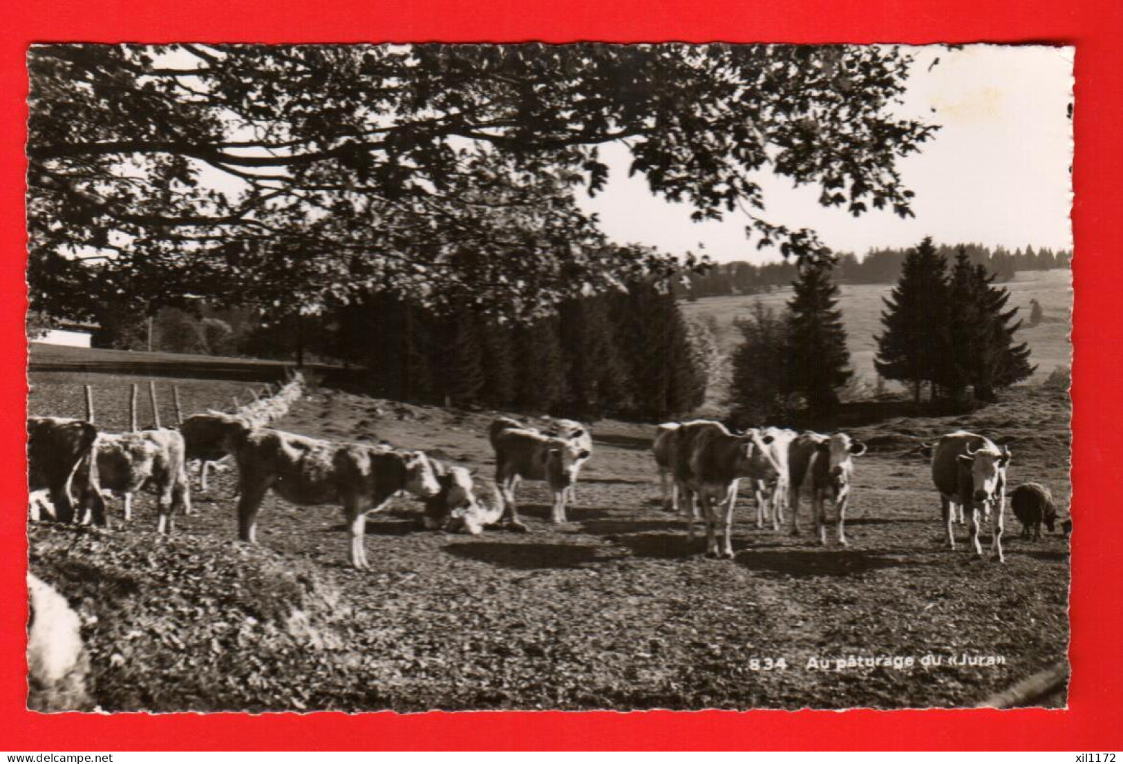 KAS-32  Au Pâturage Du Jura, Troupeau De Vaches. Visa ACF 1939. John Dubois La Chaux-de-Fonds No 834 - Autres & Non Classés