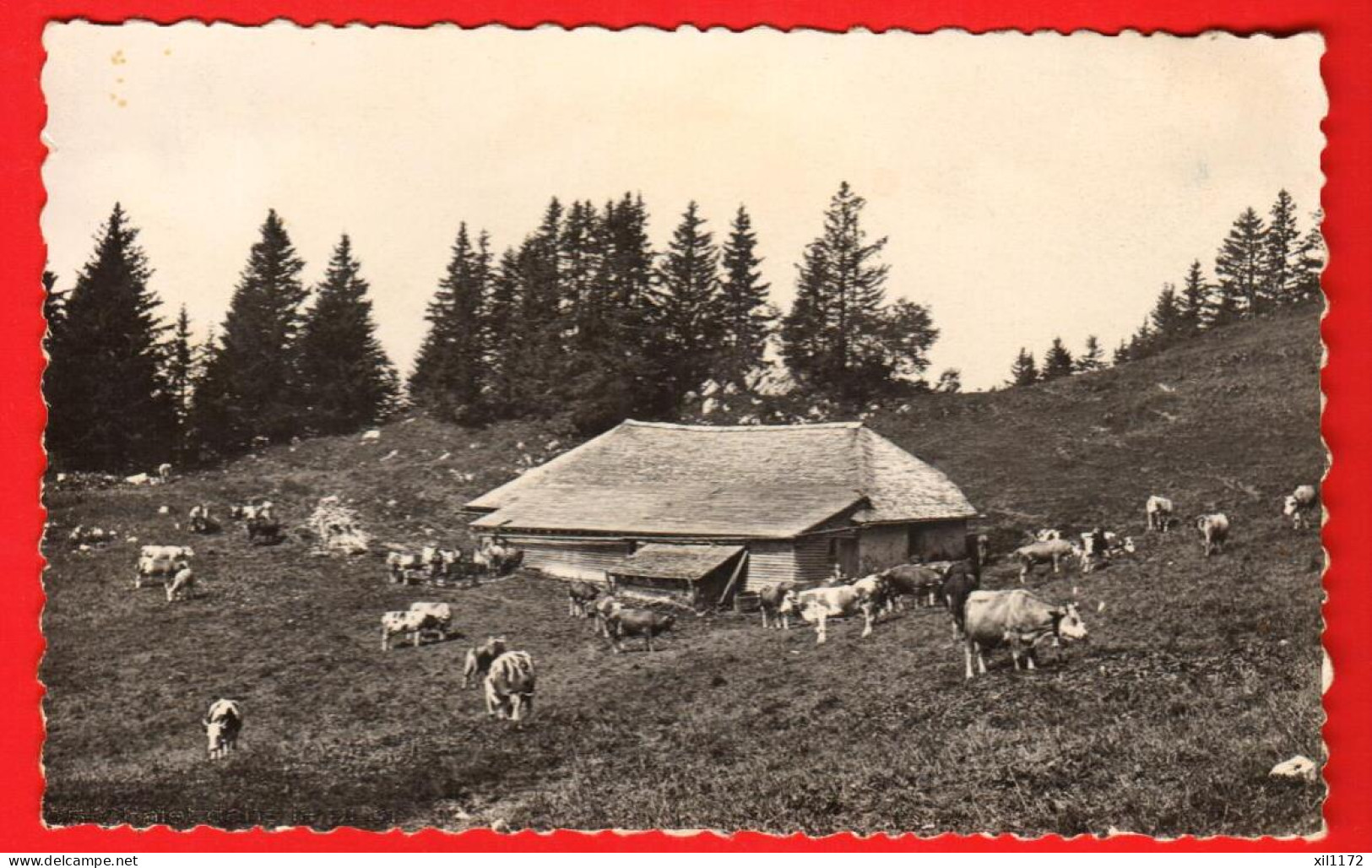 KAS-35  Chalet D'alpage Du Jura Vaudois Circulé Sous Enveloppe Avec Date Mai 1972.Troupeau De Vaches. St.-Cergues ? - Saint-Cergue