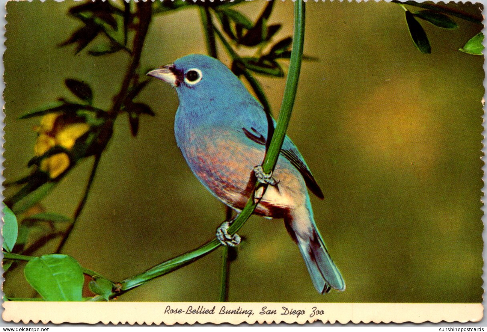 California San Diego Zoo Birds Rose Bellied Bunting 1976 - San Diego