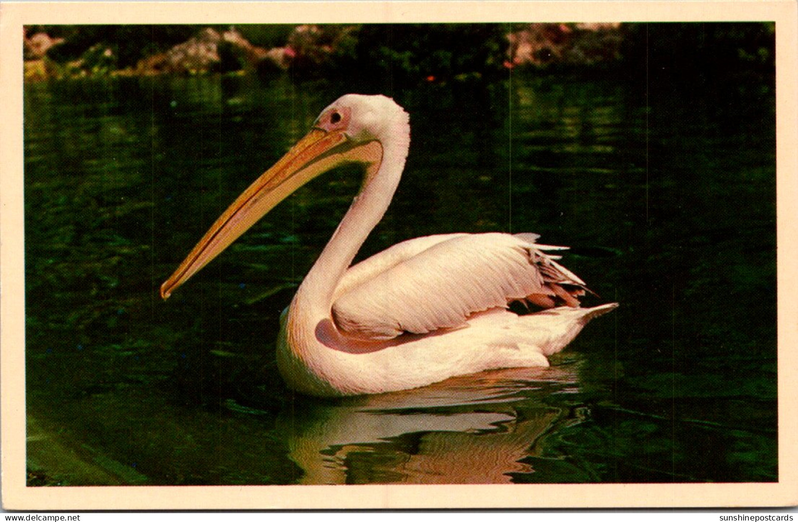 Florida Tampa Busch Gardens Pelican Pete - Tampa