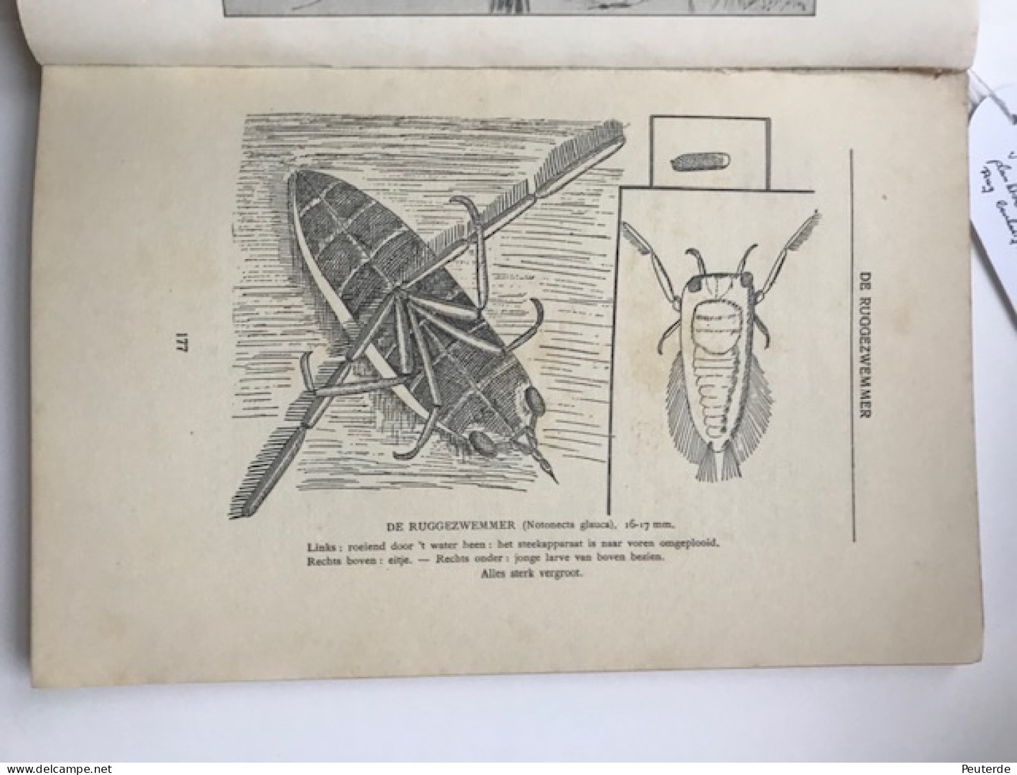 Dramas En Idyllen In Den Vijver - L Senden 1933 - Antique